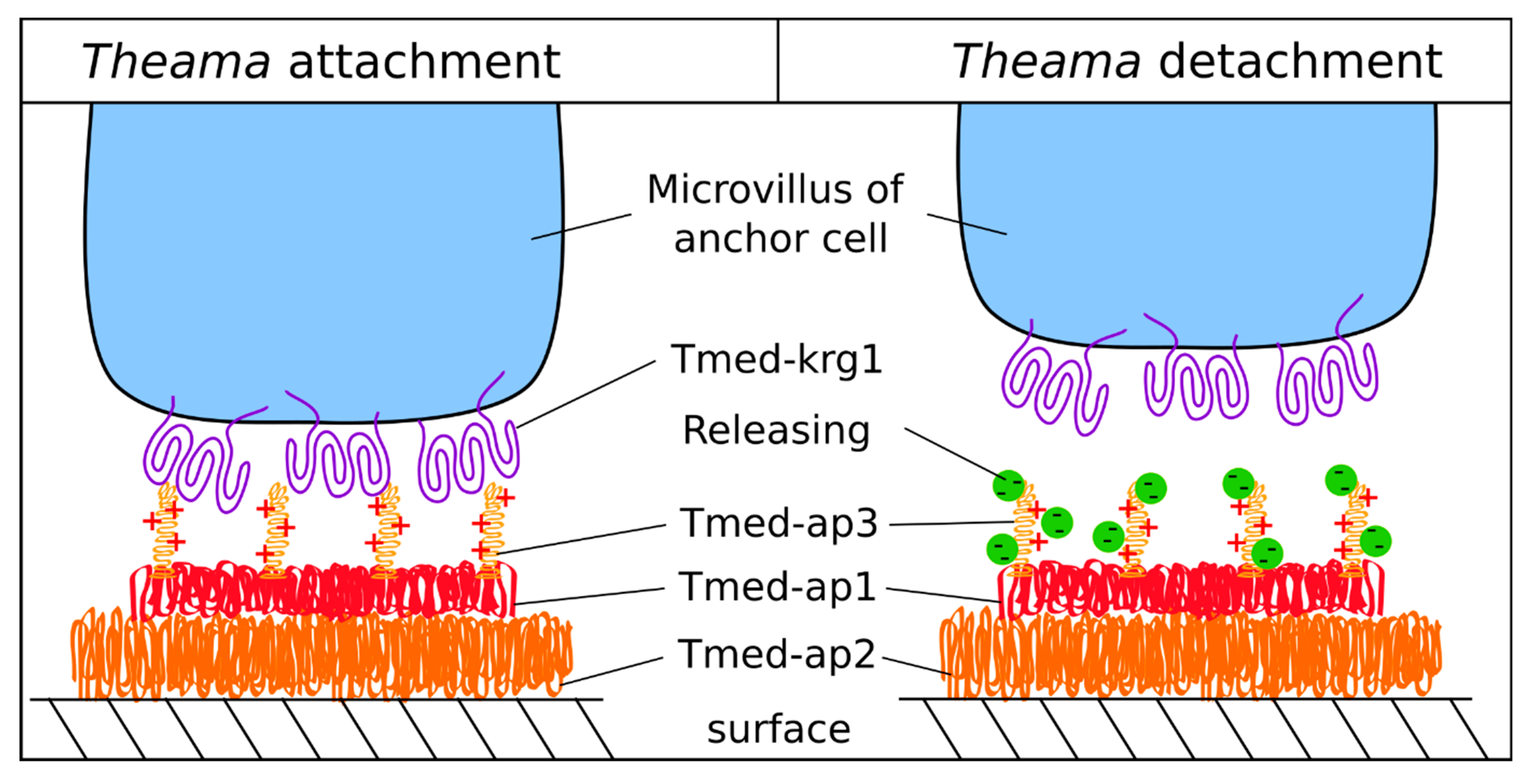 Marinedrugs 20 00359 g006 550