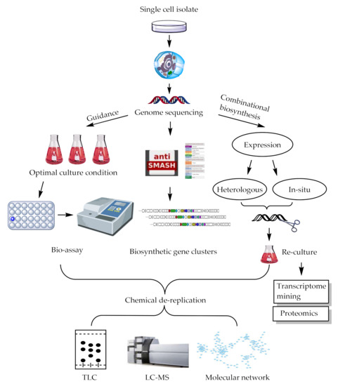 Polyene Macrolactams from Marine and Terrestrial Sources