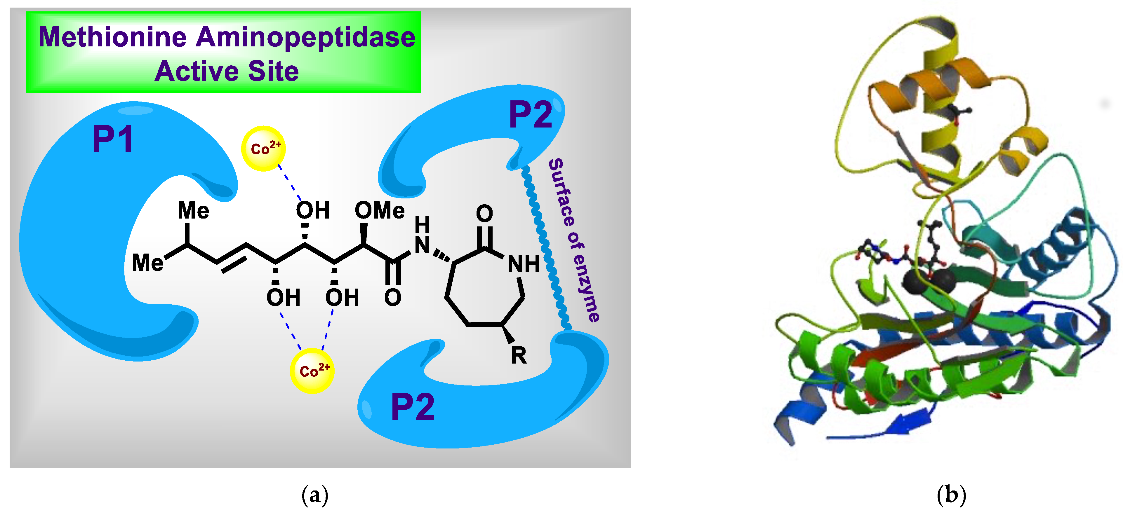 Marinedrugs 20 00373 g002
