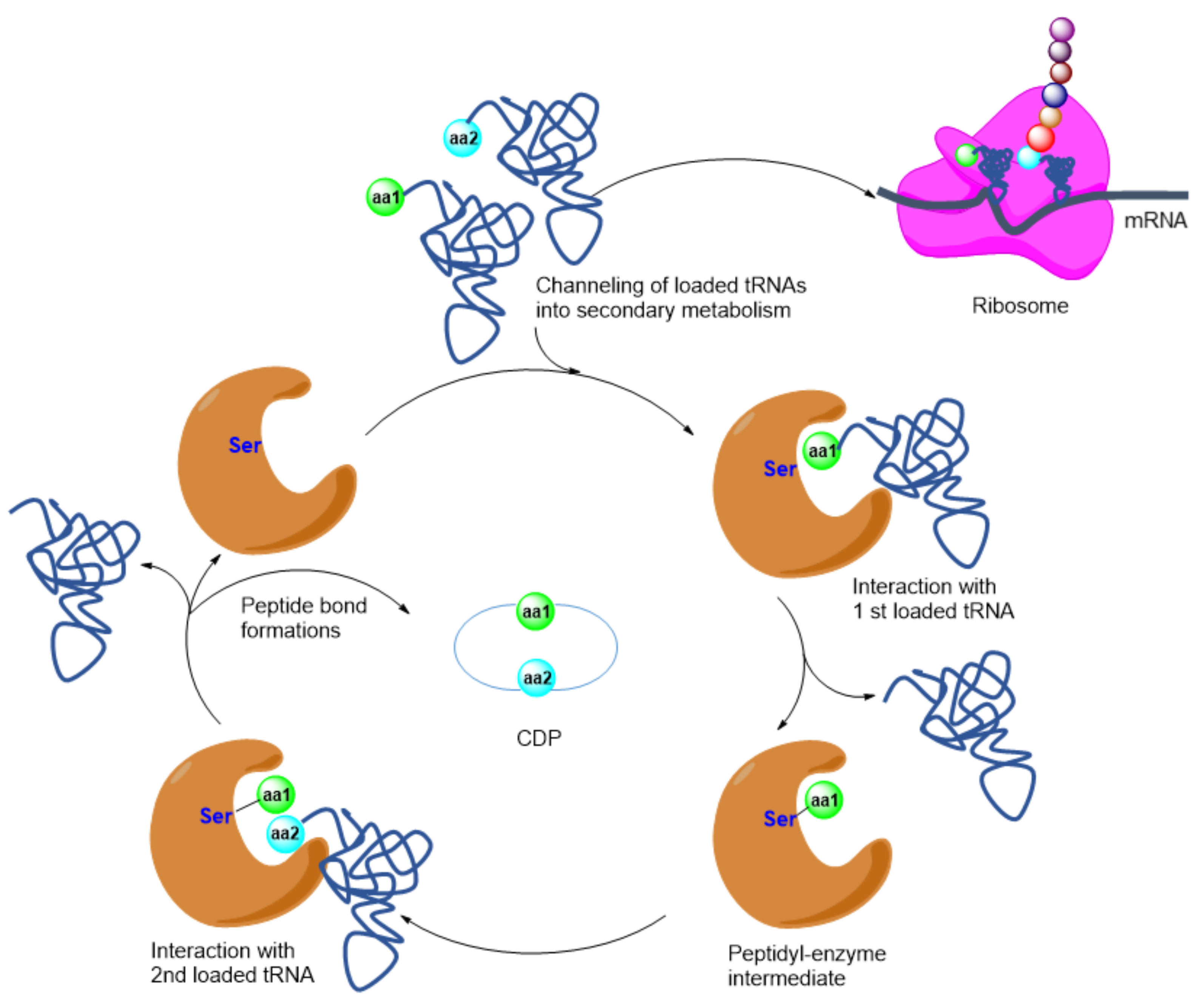 Marinedrugs 20 00374 g010 550