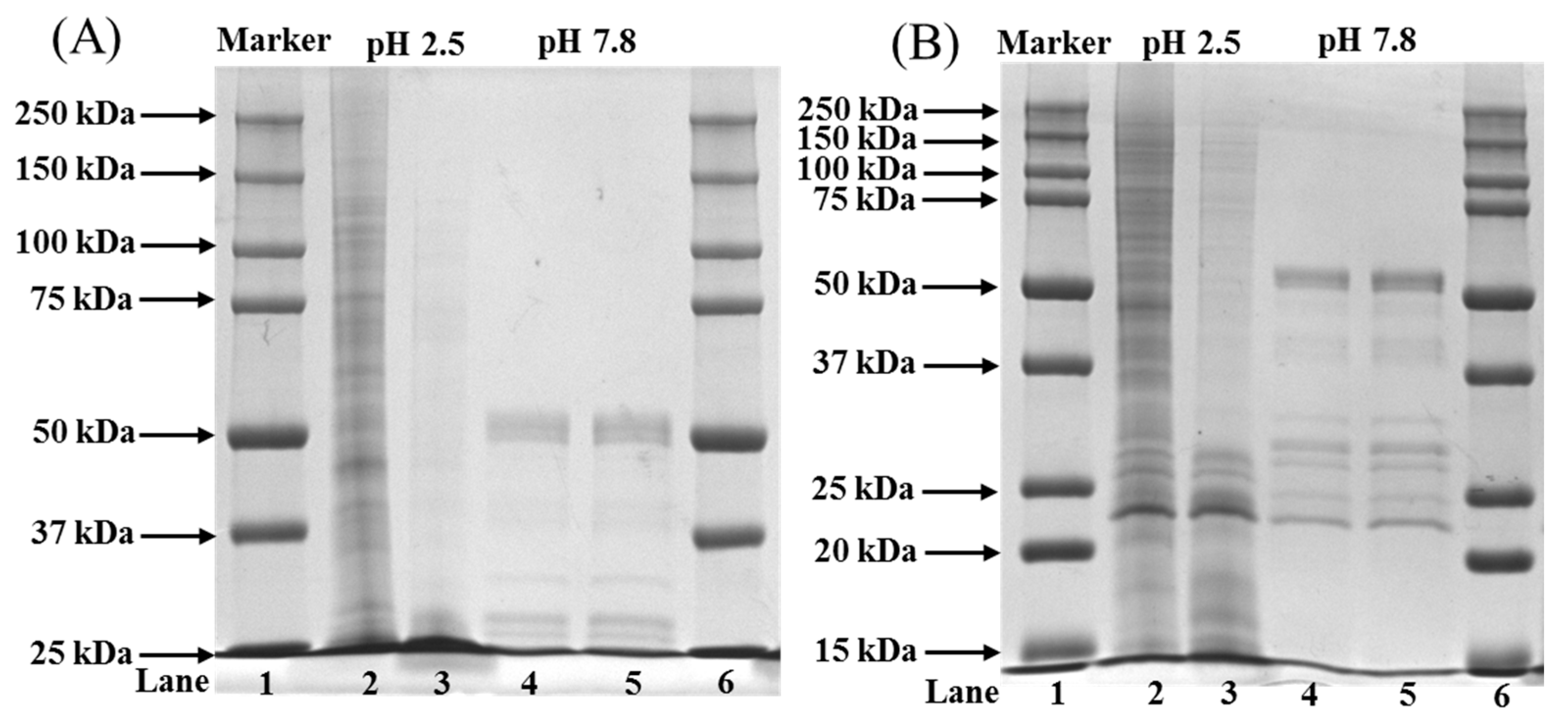 Marinedrugs 20 00376 g004