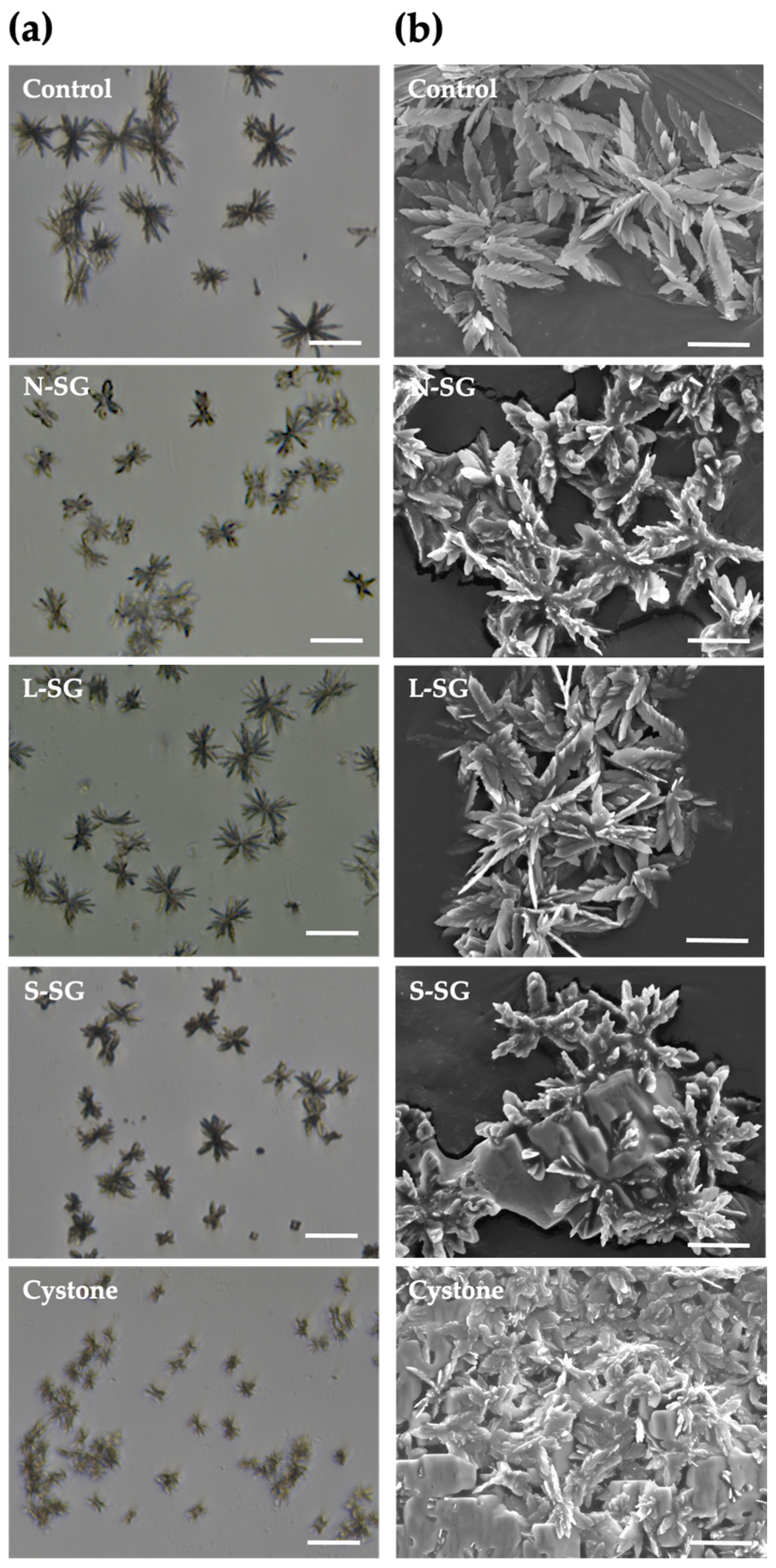 Marinedrugs 20 00382 g003 Marinedrugs 20 00382 g003