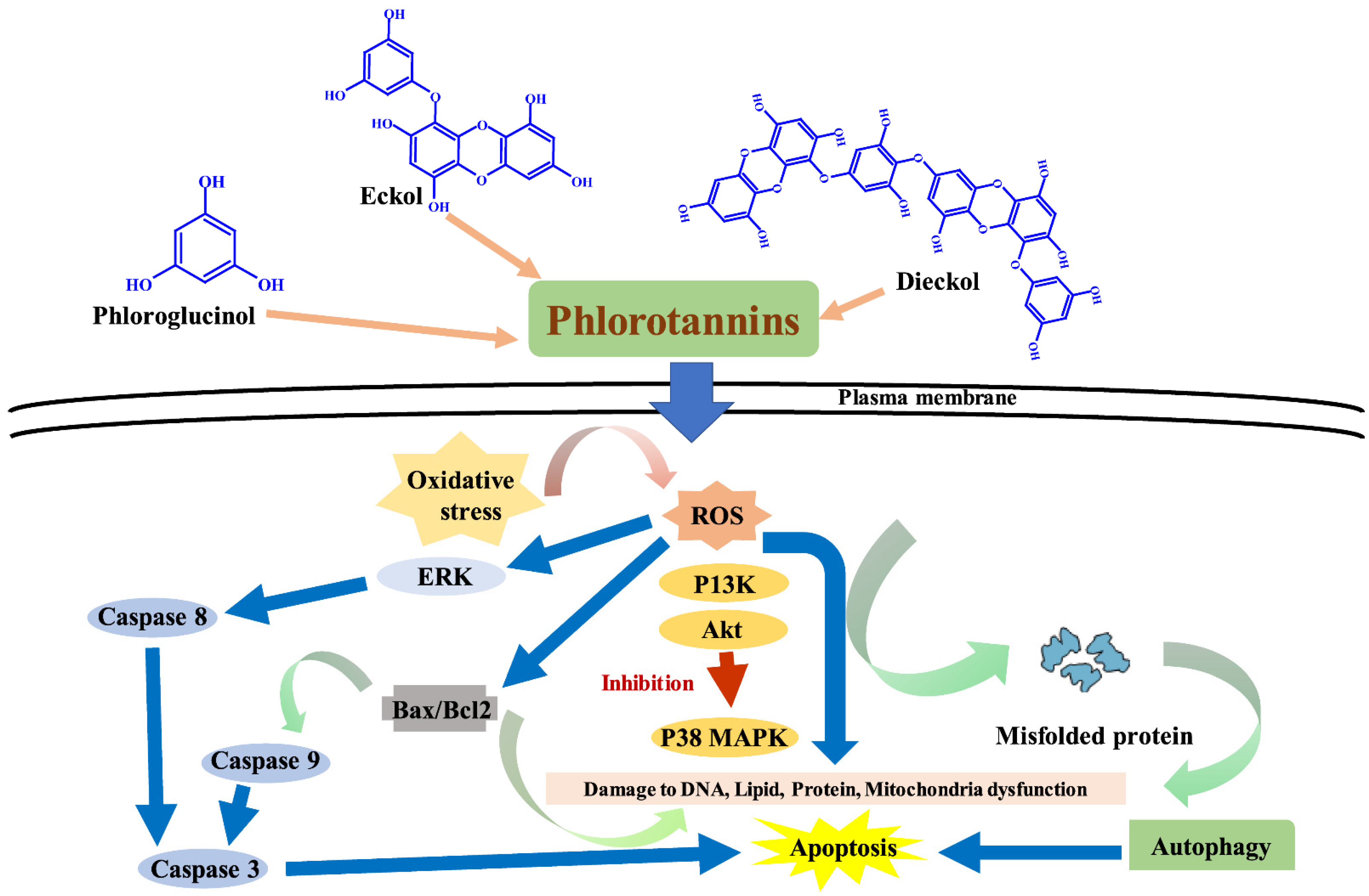 Marinedrugs 20 00384 g005 550