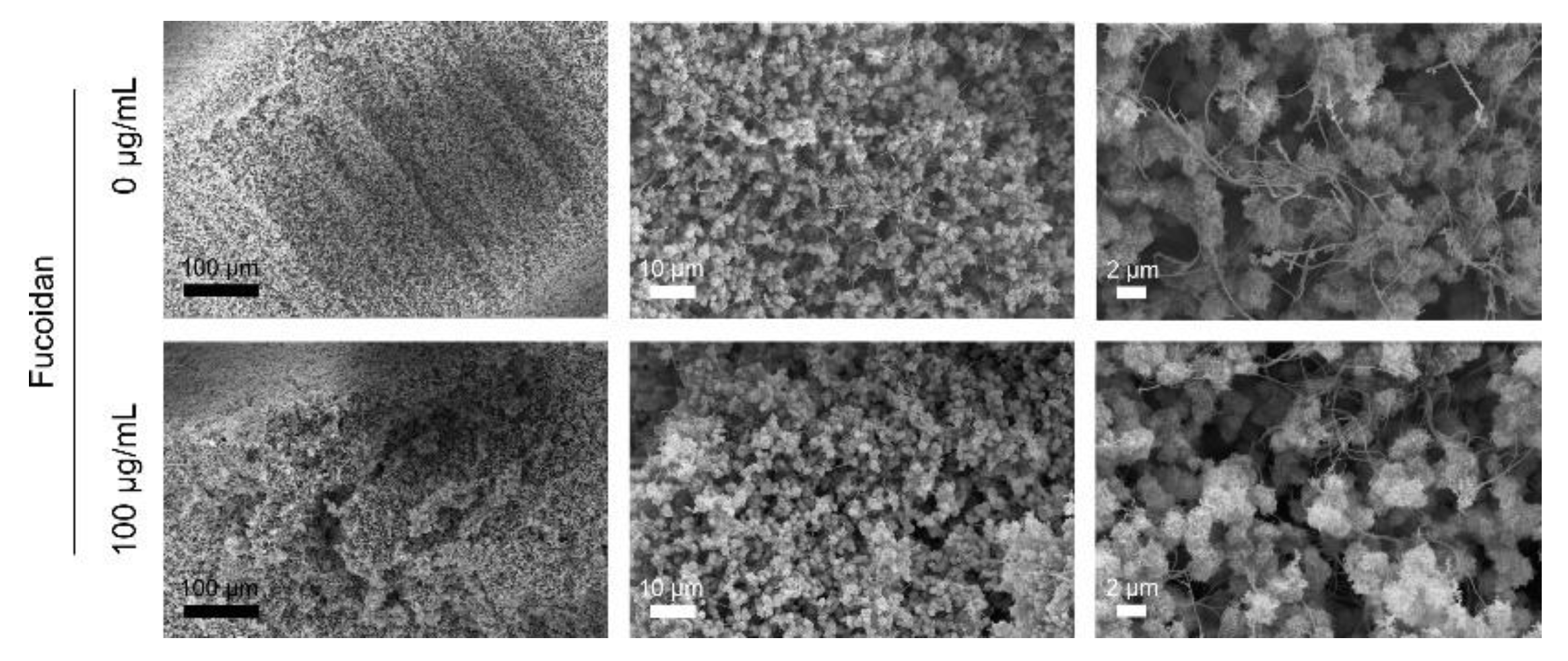 Marinedrugs 20 00402 g004