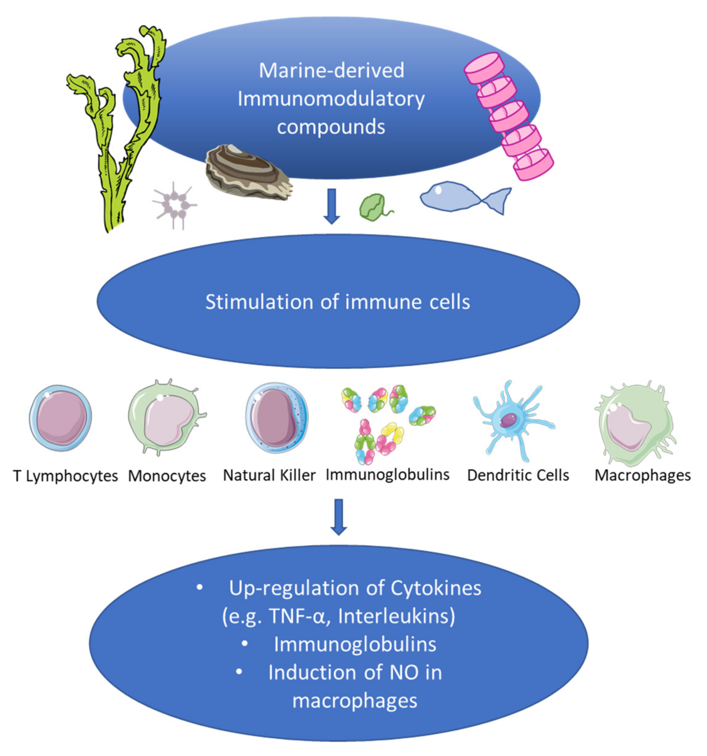 Immunomodulatory response in an experimental model of brain death