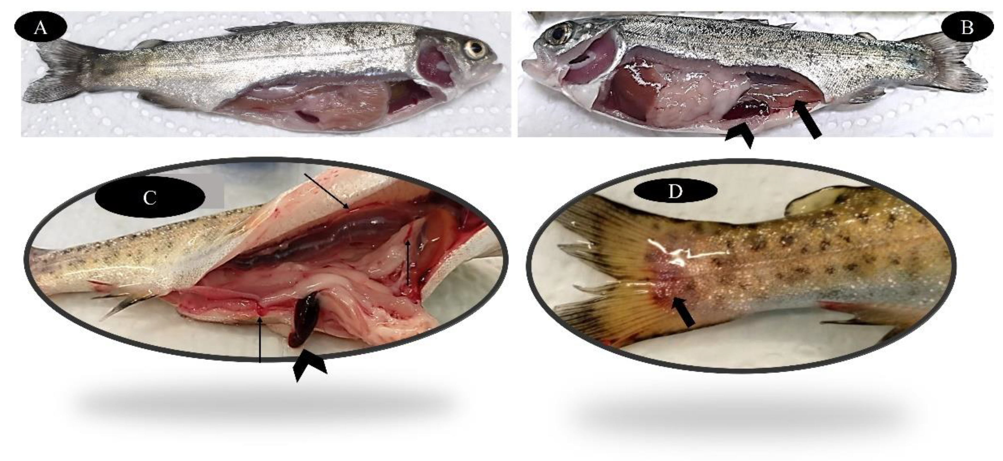 Marinedrugs 20 00425 g004 550