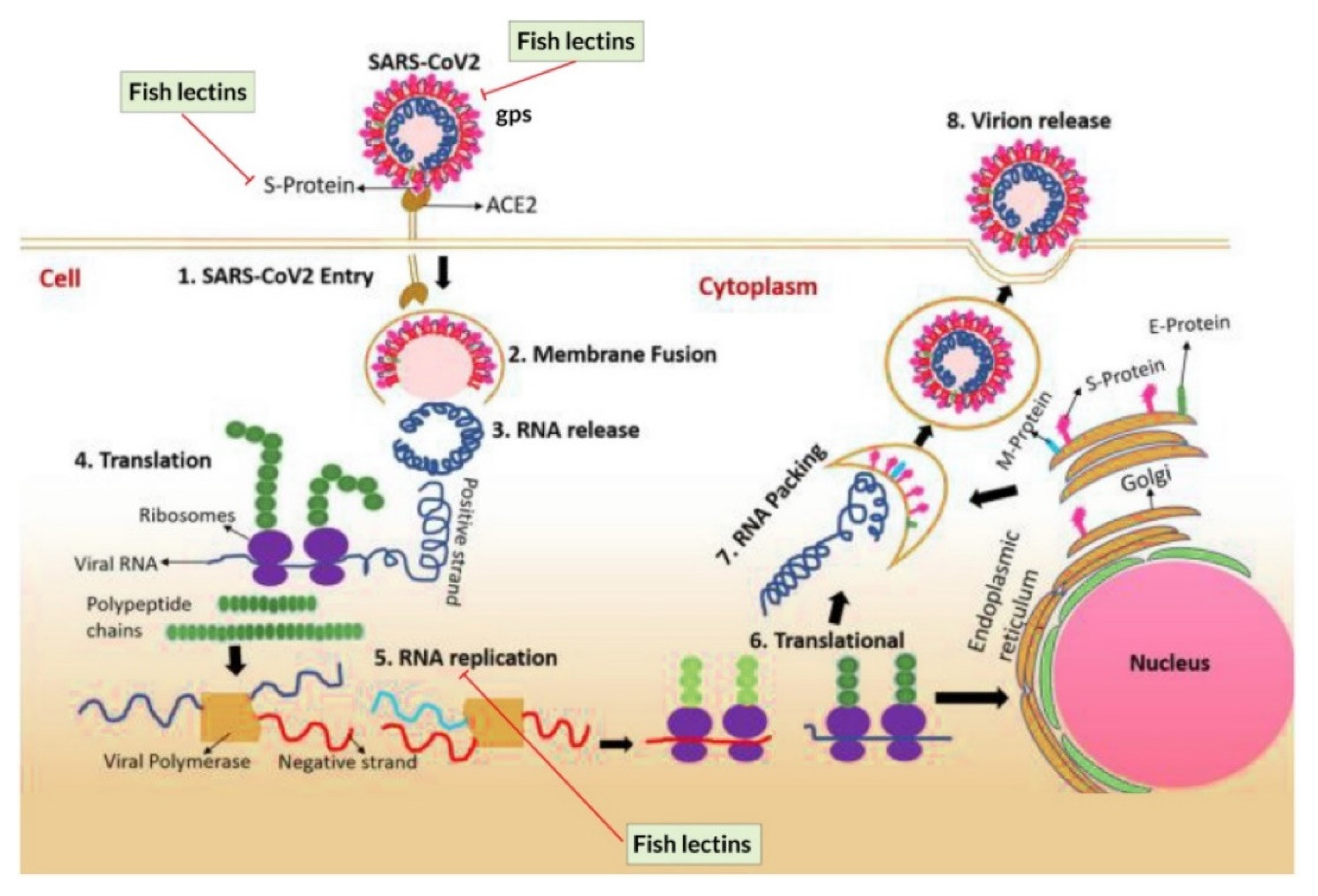 Marinedrugs 20 00430 g005