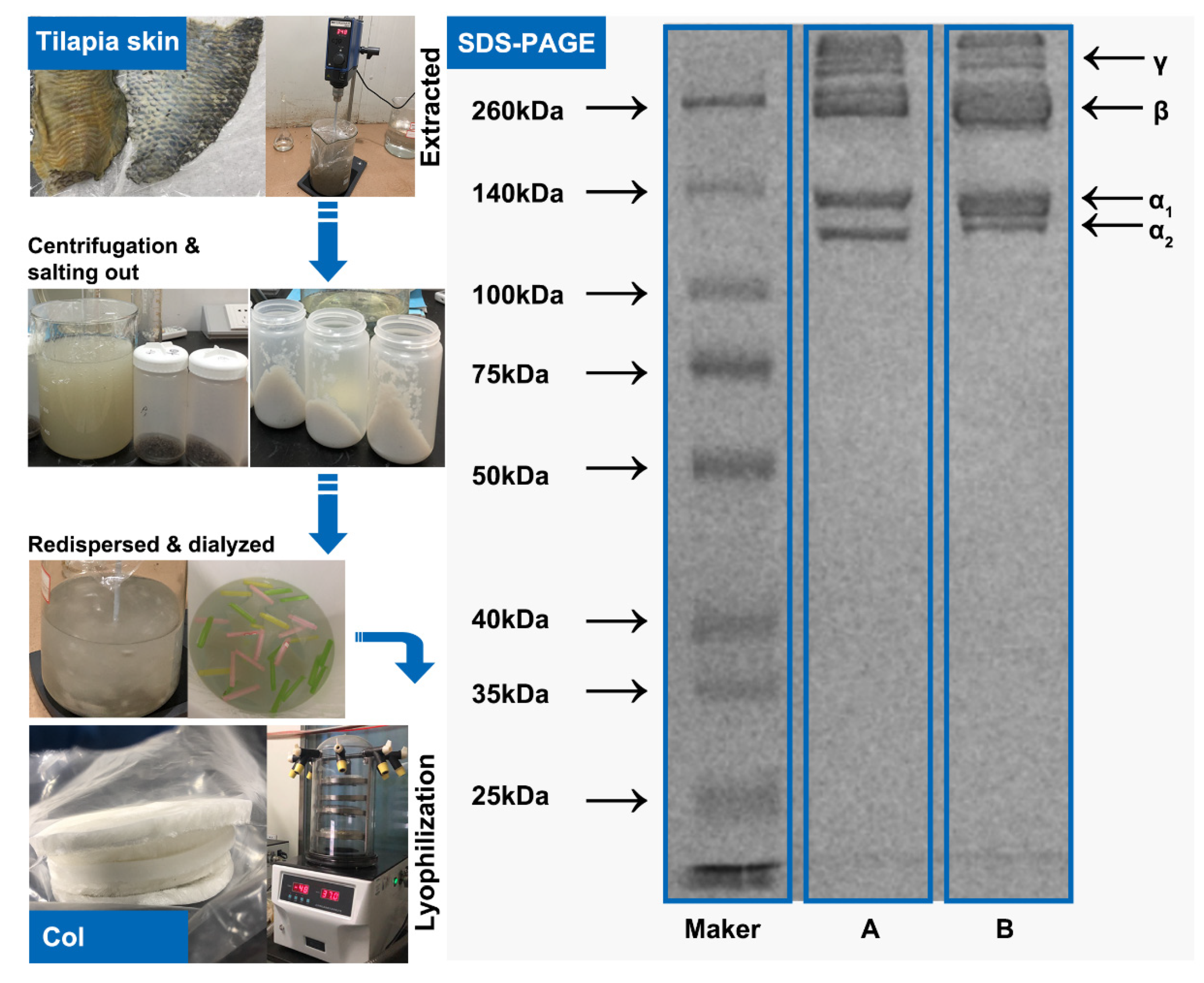 Marinedrugs 20 00437 g001 Marinedrugs 20 00437 g001