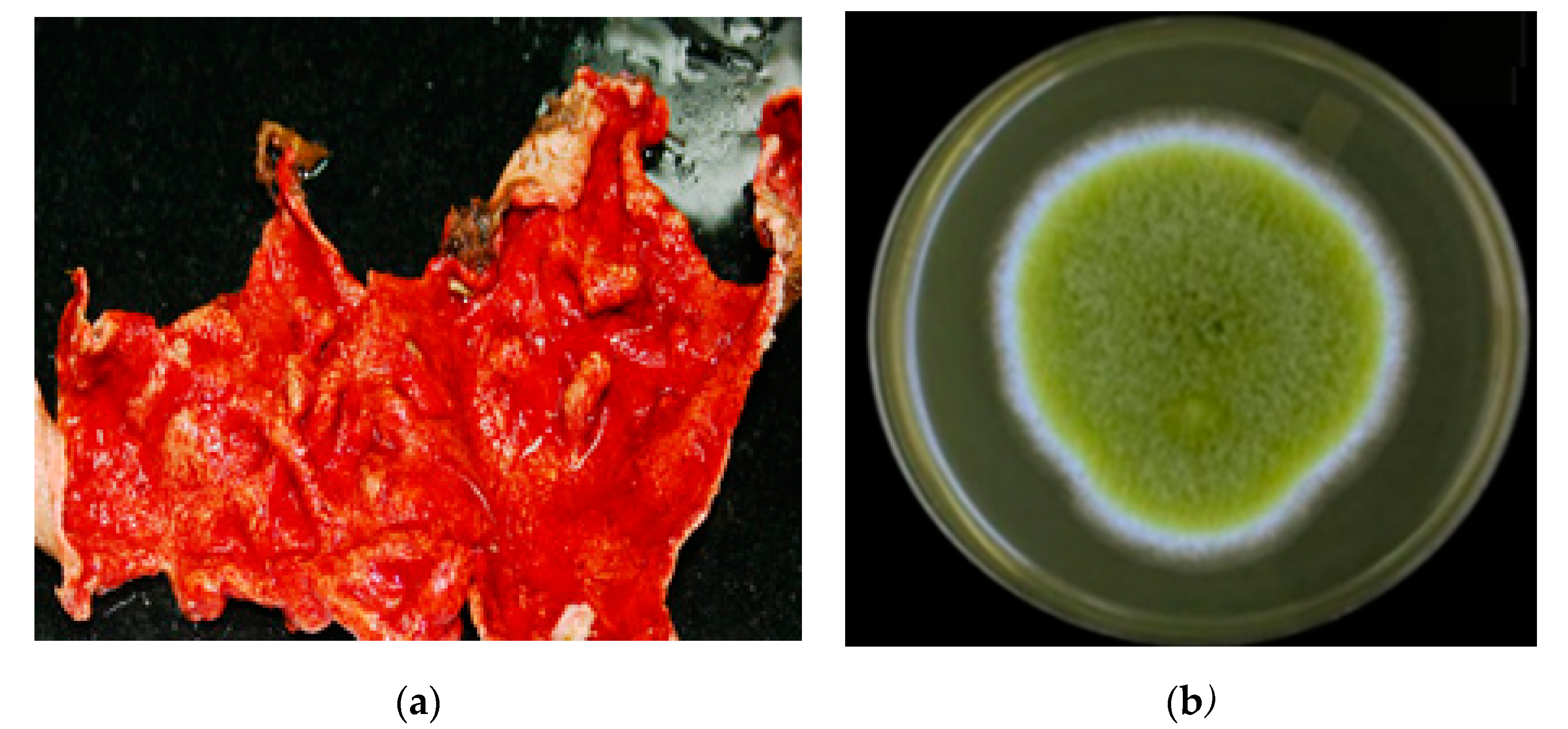 Marinedrugs 20 00451 g005