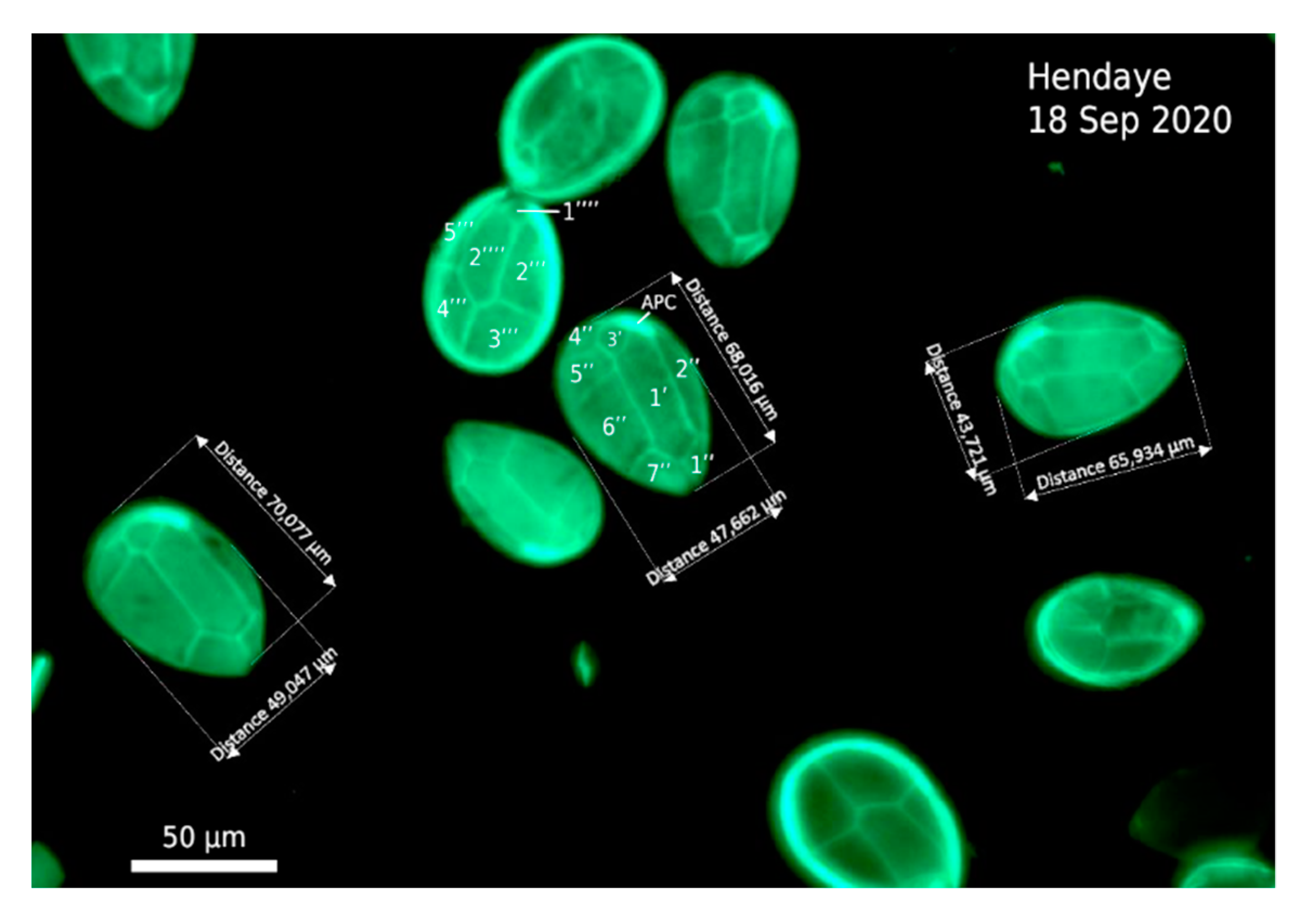 Marinedrugs 20 00461 g005 550