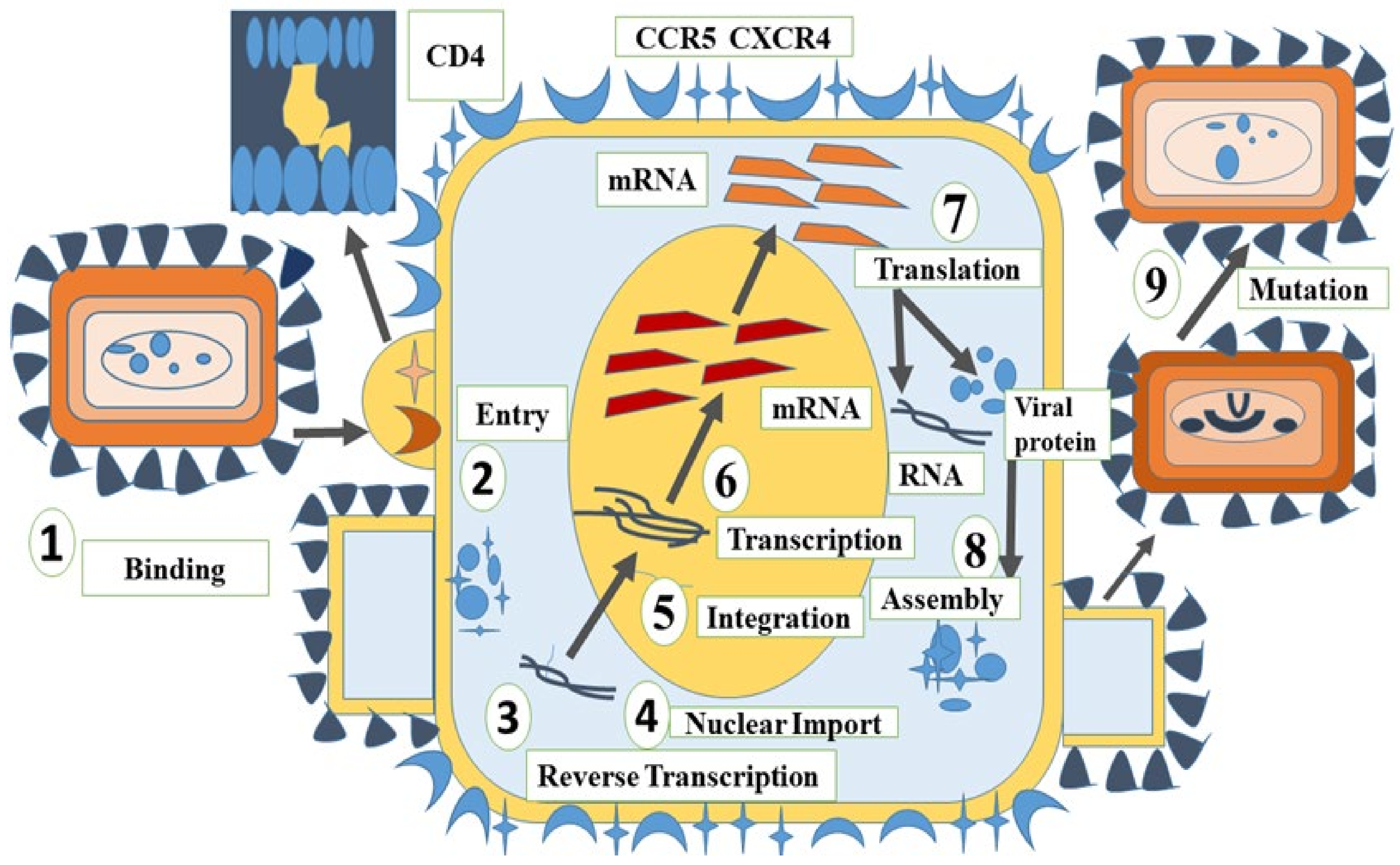 Marinedrugs 20 00477 g001 Marinedrugs 20 00477 g001