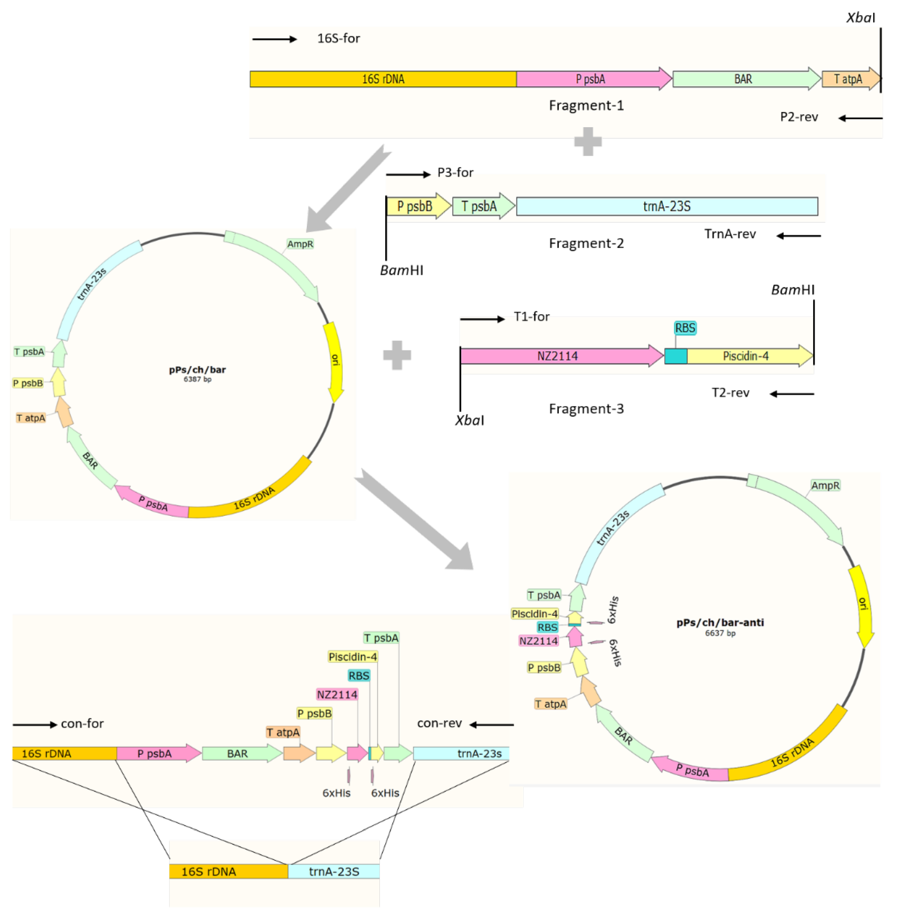 Marinedrugs 20 00484 g001