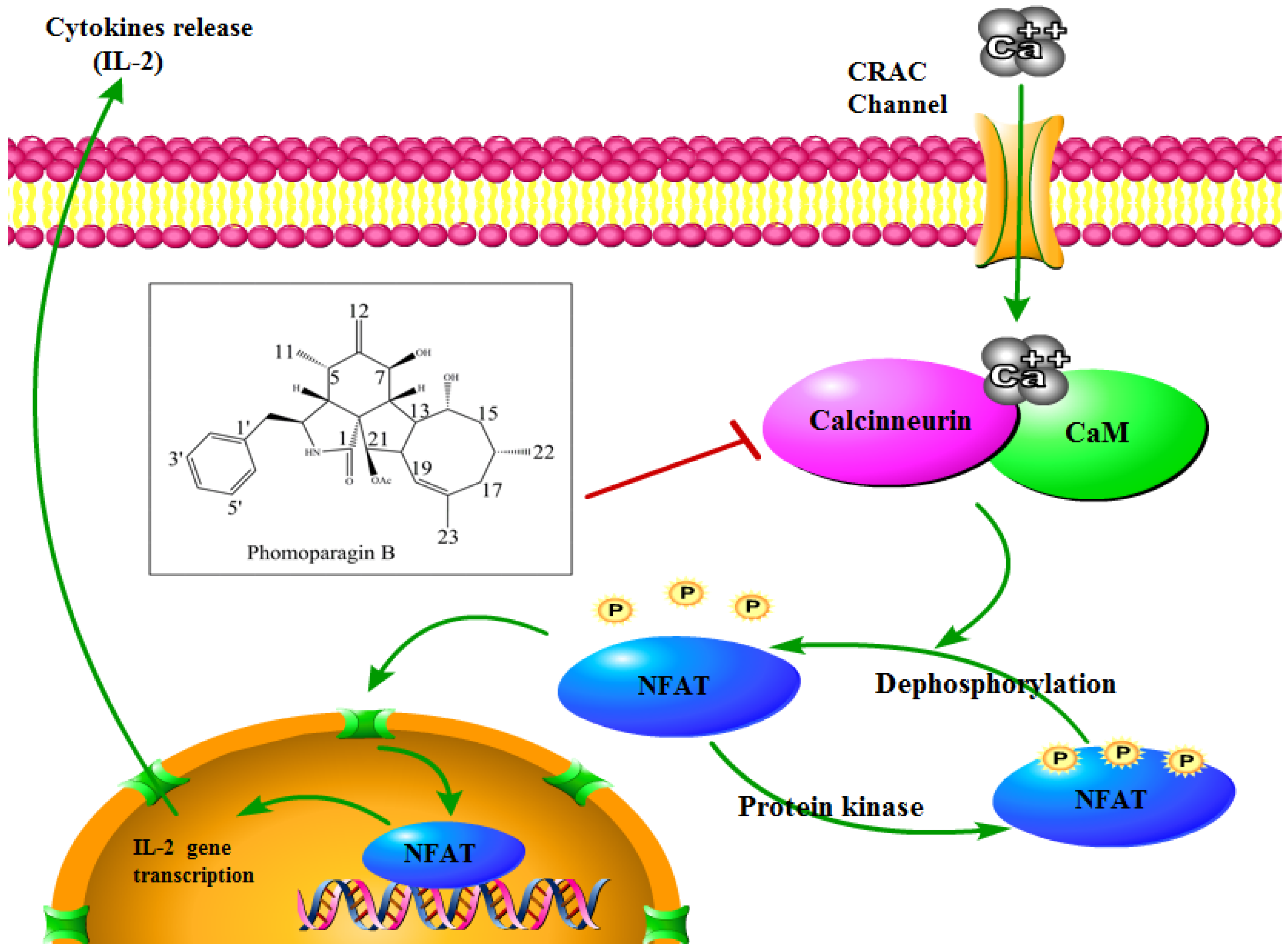 Marinedrugs 20 00526 g007 550