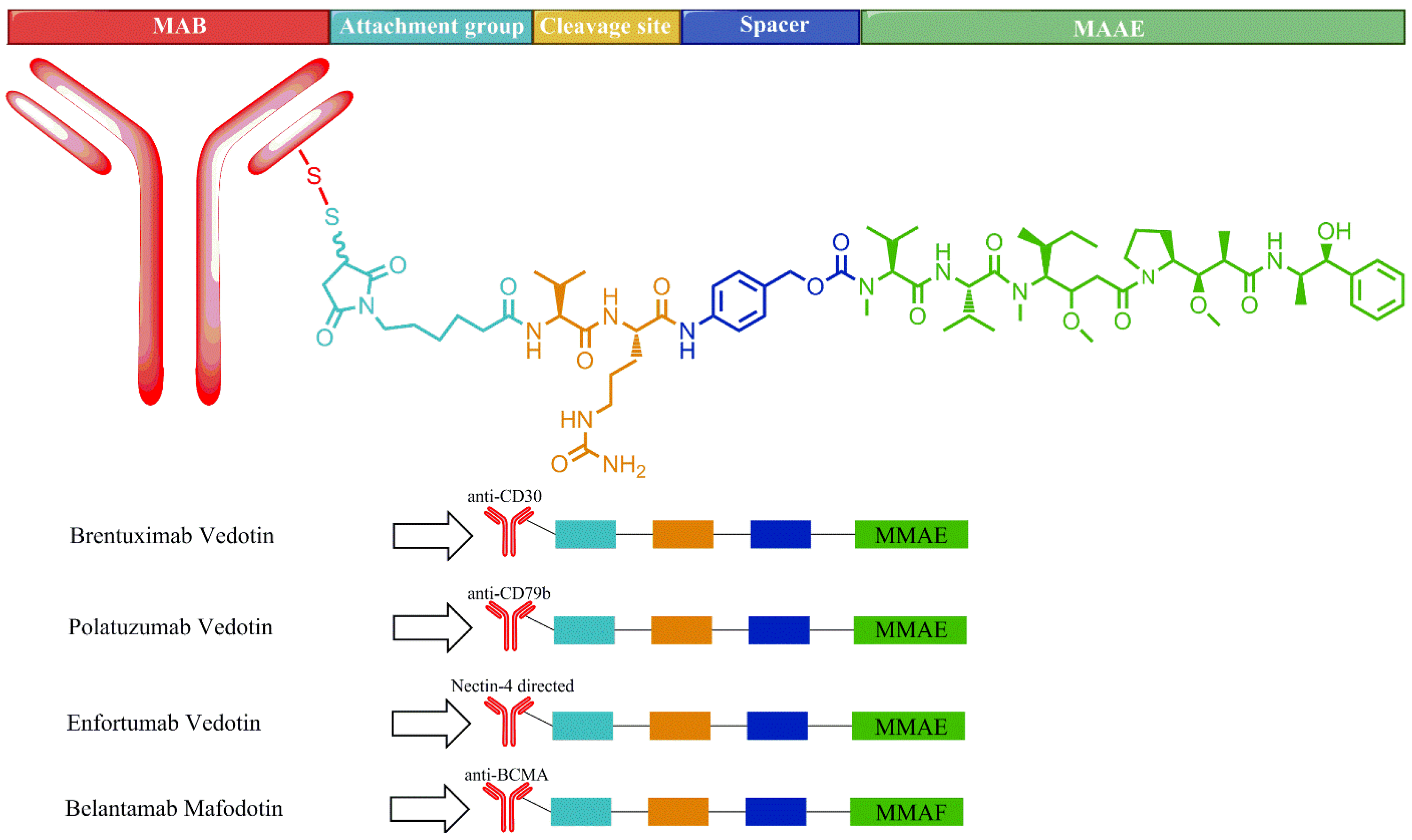 Marinedrugs 20 00528 g007 Marinedrugs 20 00528 g007