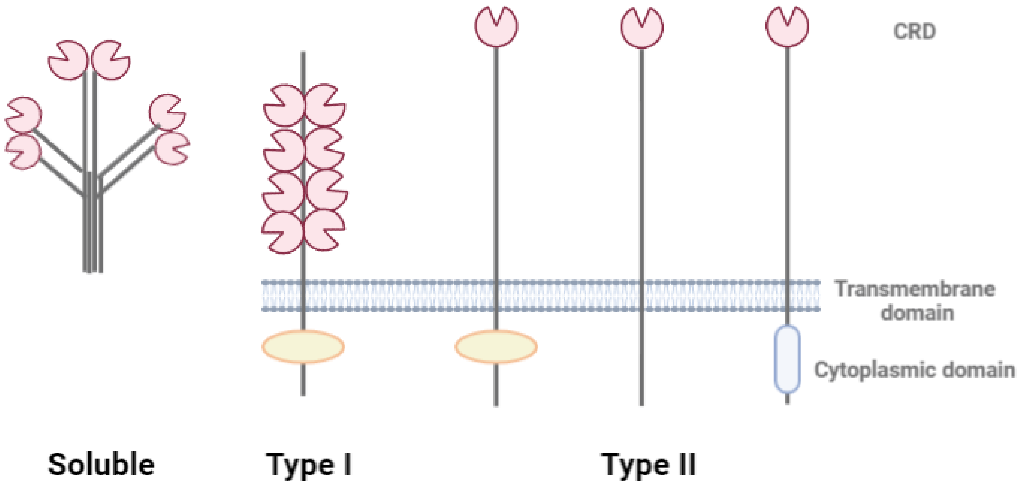 Marinedrugs 20 00549 g004 Marinedrugs 20 00549 g004