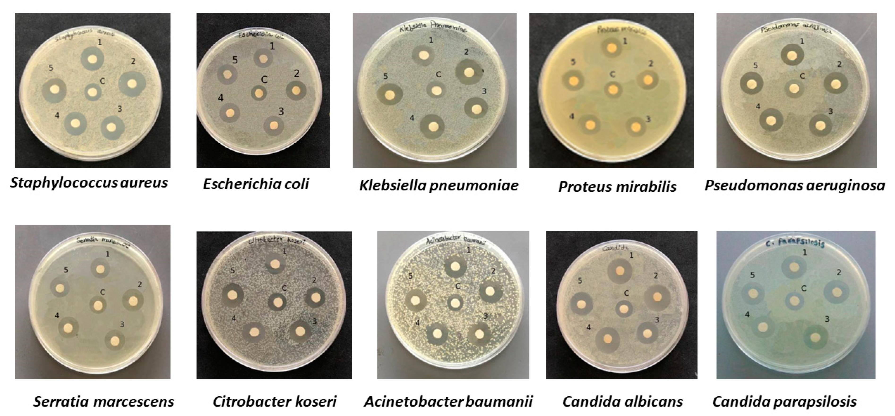 Marinedrugs 20 00558 g004