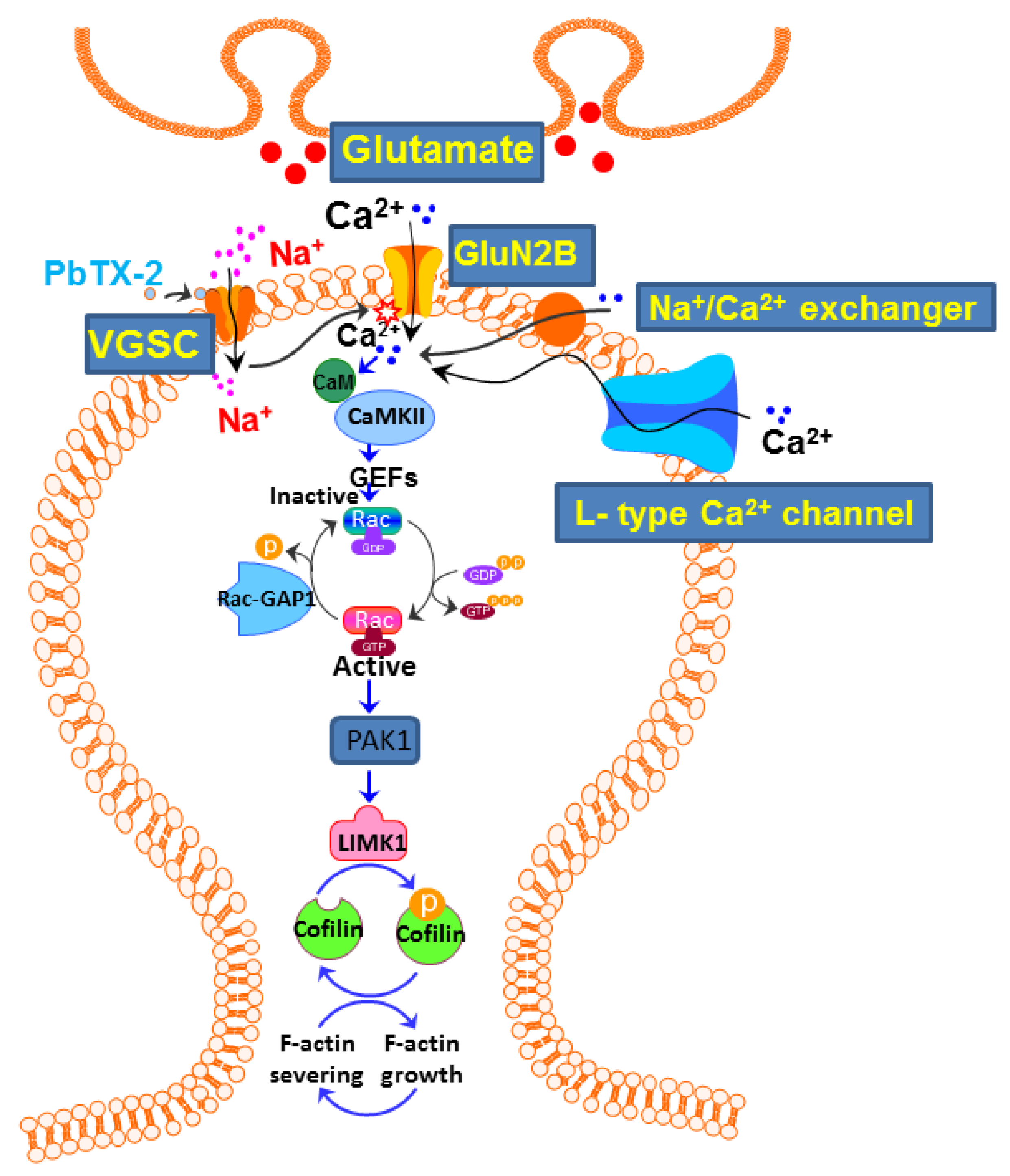 Marinedrugs 20 00559 g012 Marinedrugs 20 00559 g012