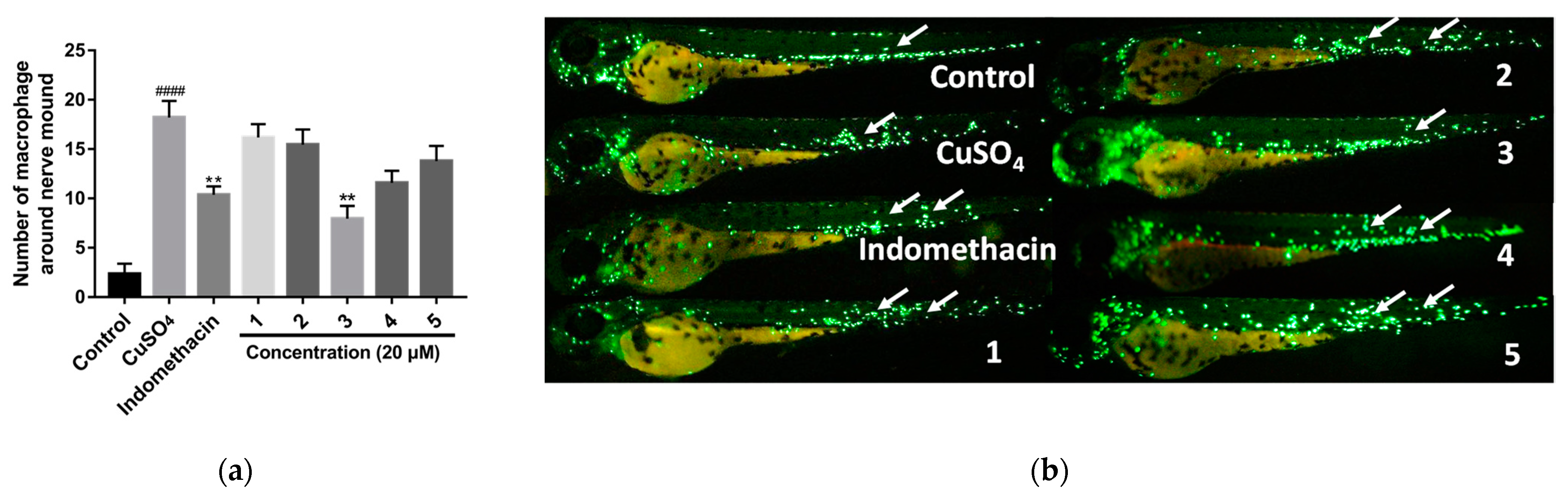 Marinedrugs 20 00574 g005