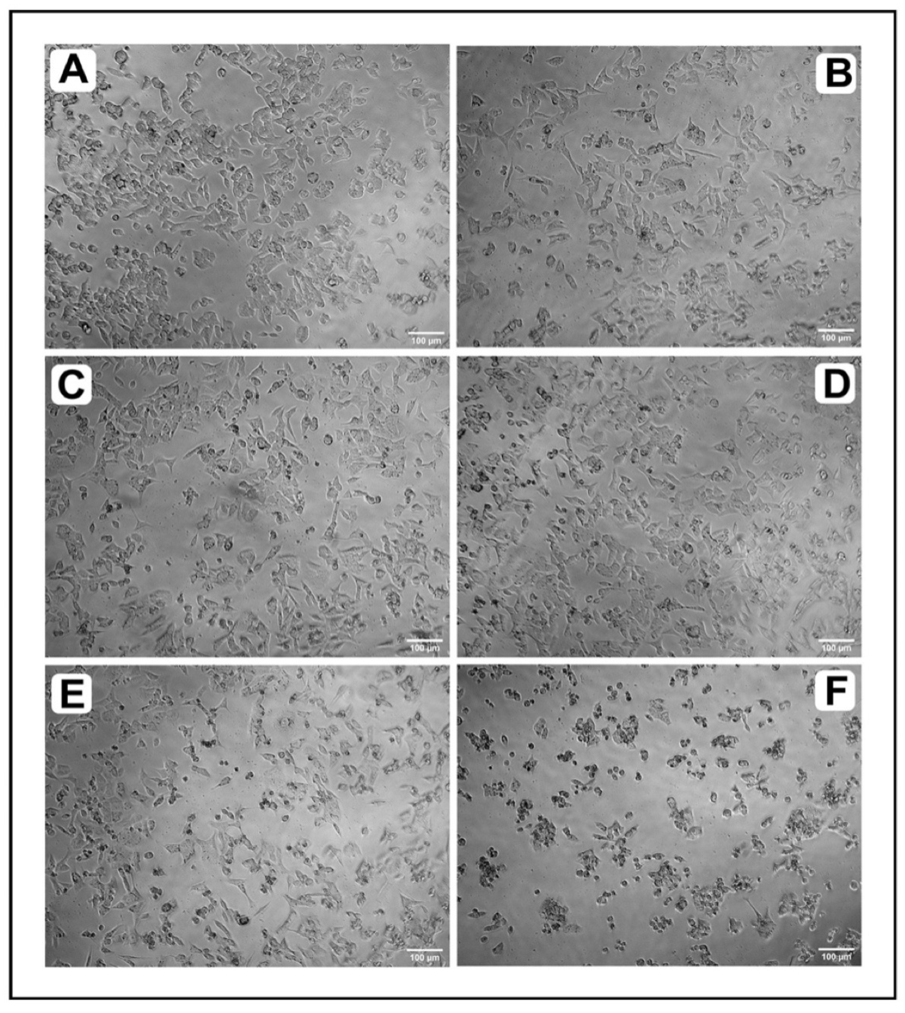 Marinedrugs 20 00582 g002 Marinedrugs 20 00582 g002