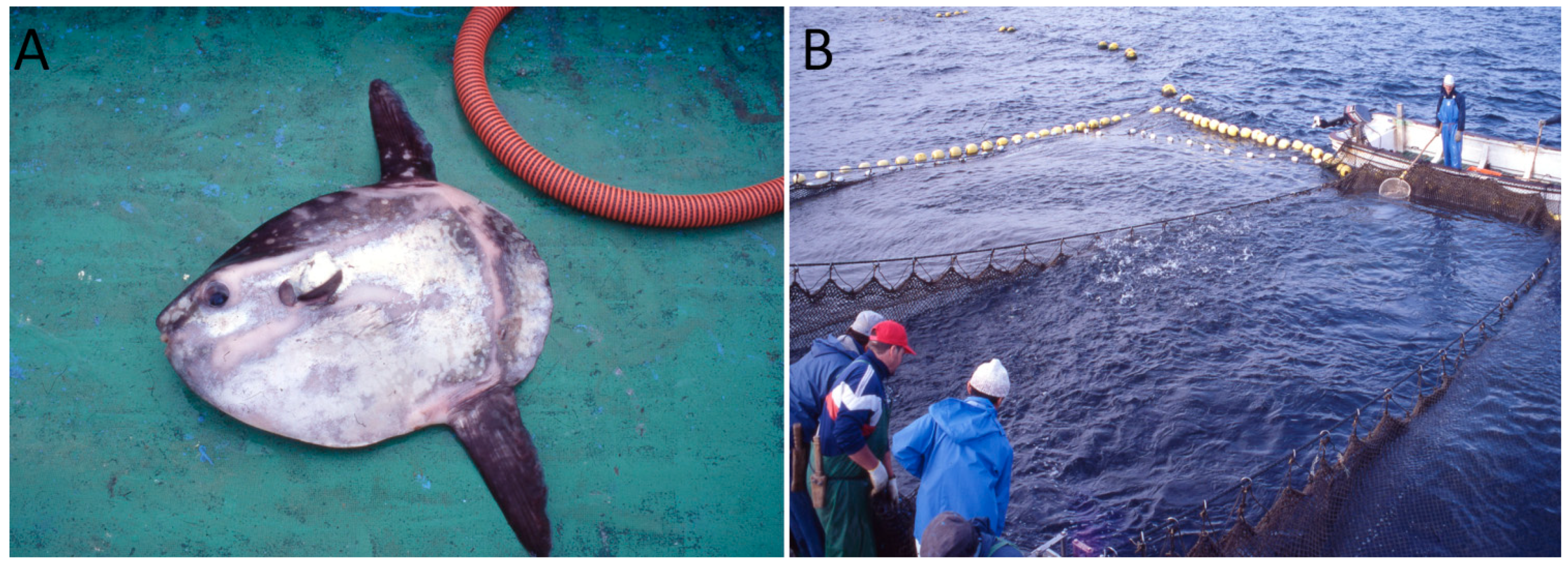 Marinedrugs 20 00594 g002 Marinedrugs 20 00594 g002