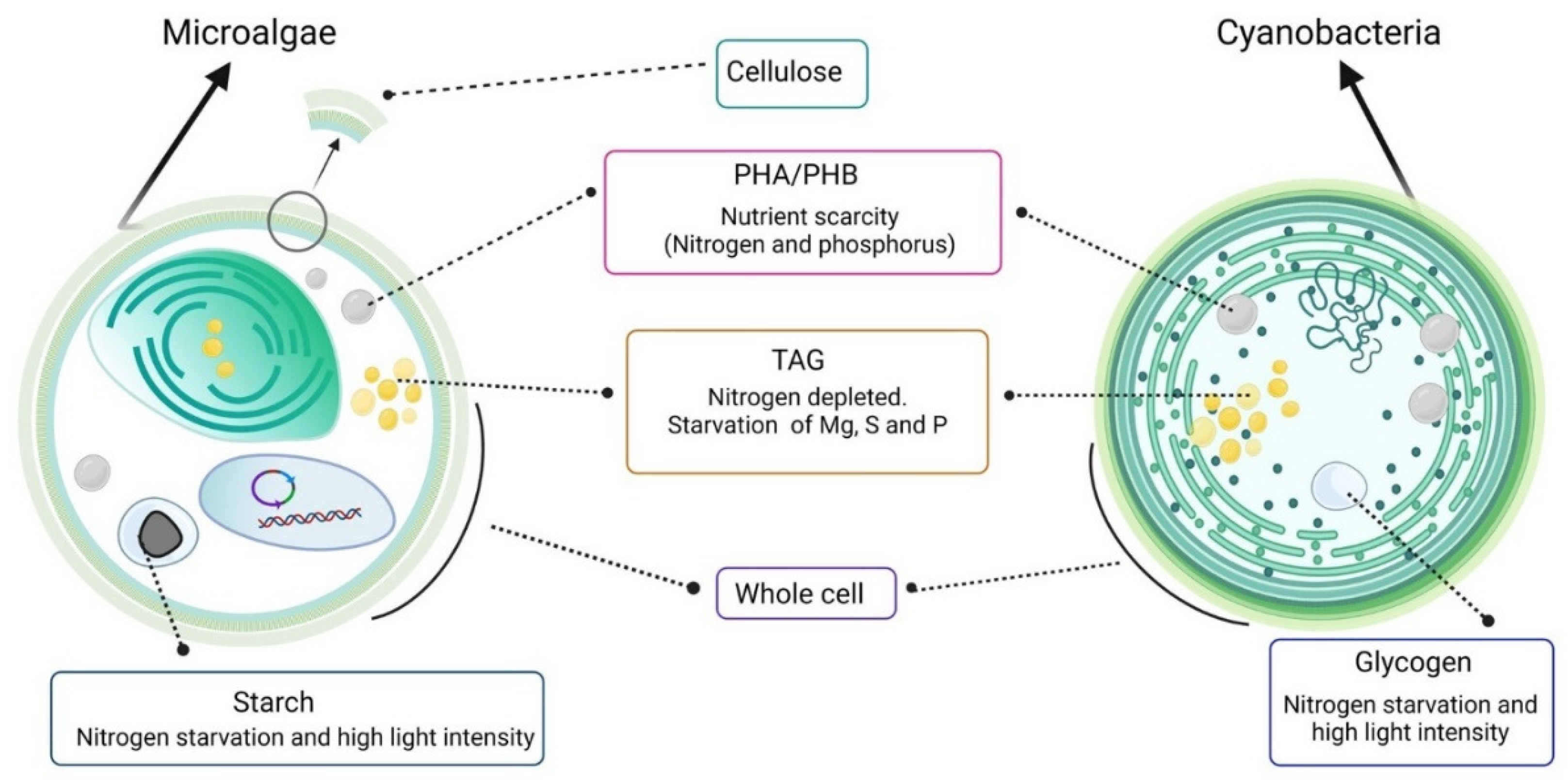 Marinedrugs 20 00601 g002 Marinedrugs 20 00601 g002