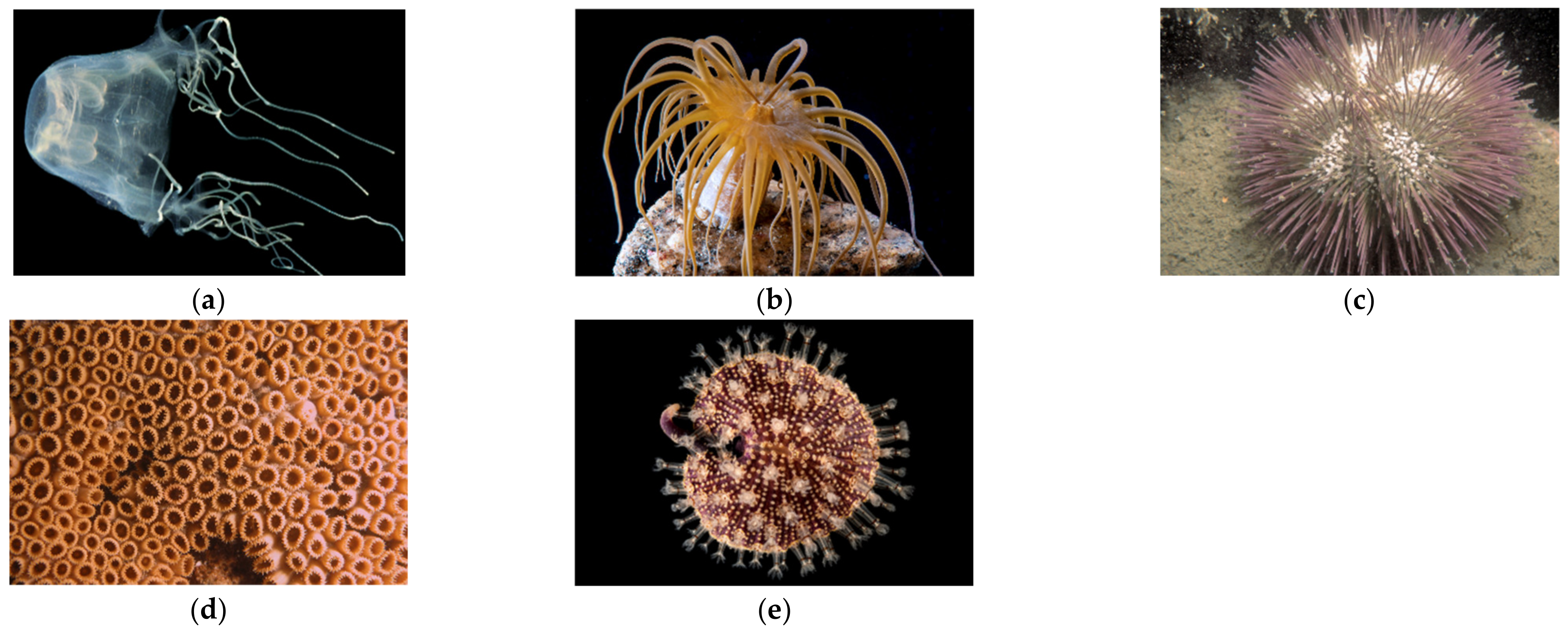 Mutated Sea Urchin