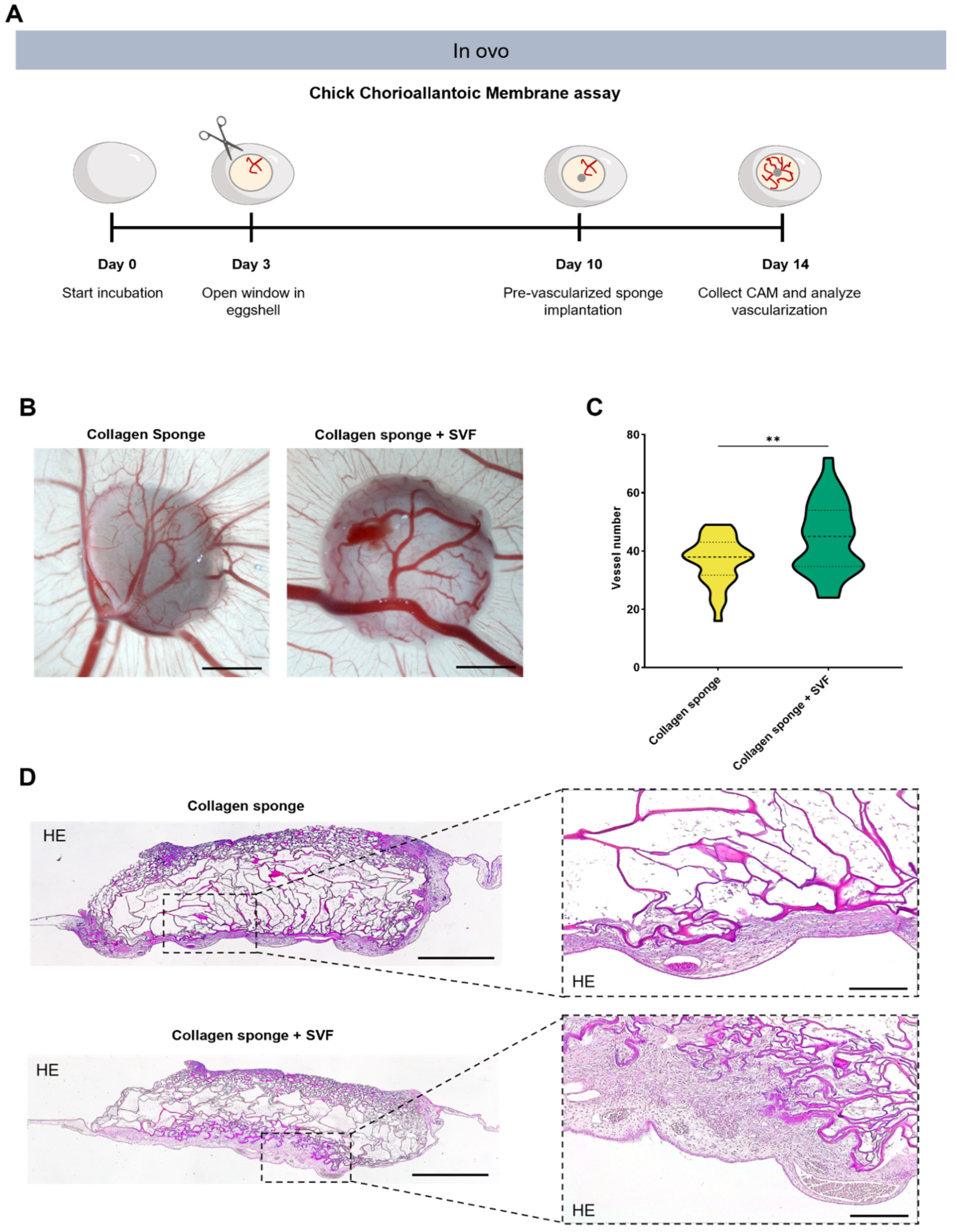 Marinedrugs 20 00623 g002 Marinedrugs 20 00623 g002