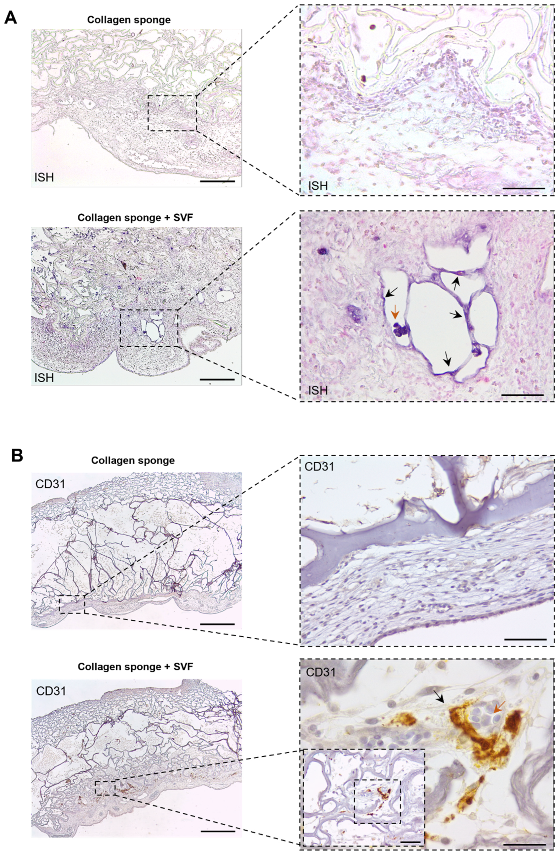 Marinedrugs 20 00623 g003 Marinedrugs 20 00623 g003