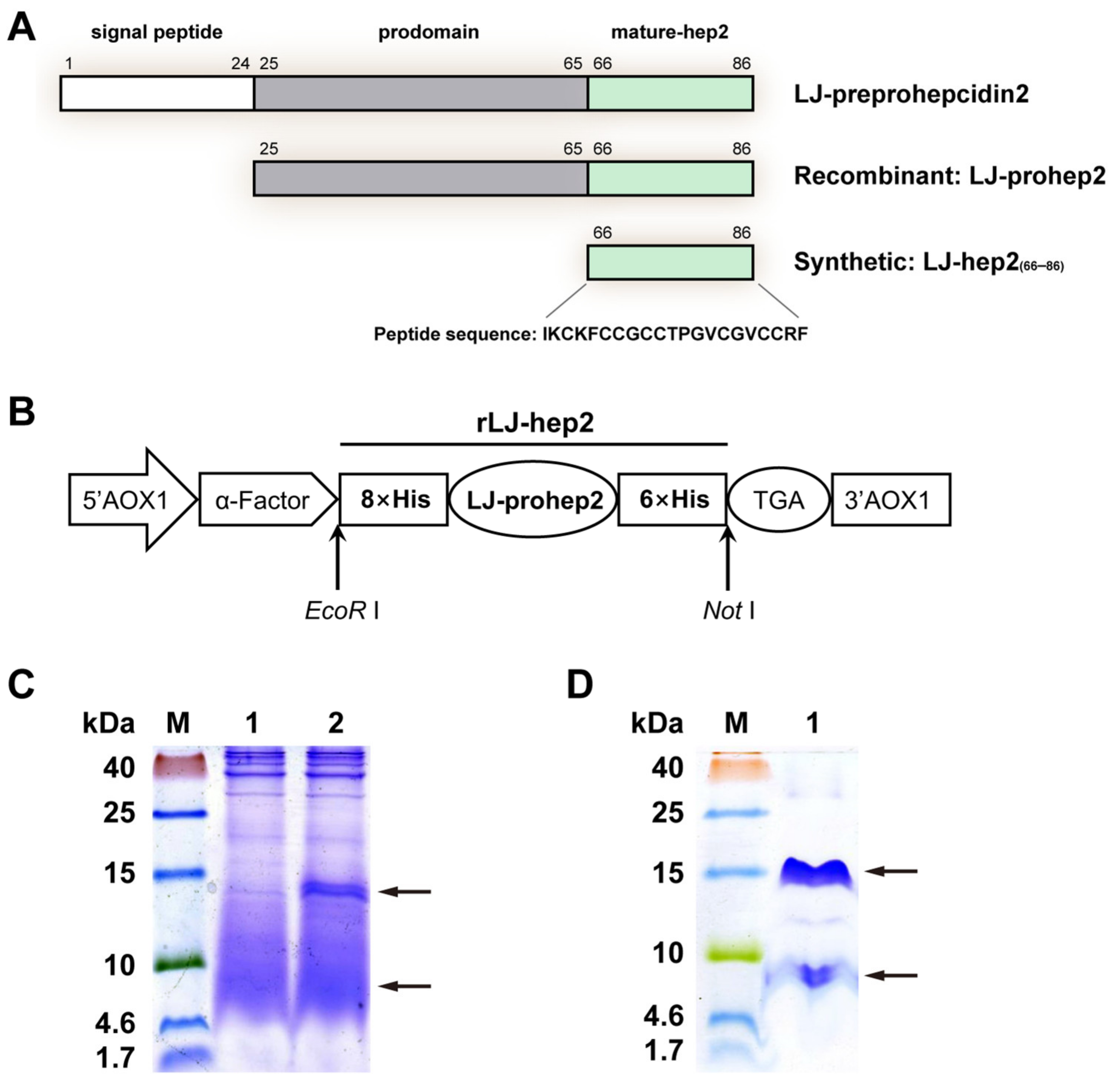 Marinedrugs 20 00651 g001 Marinedrugs 20 00651 g001