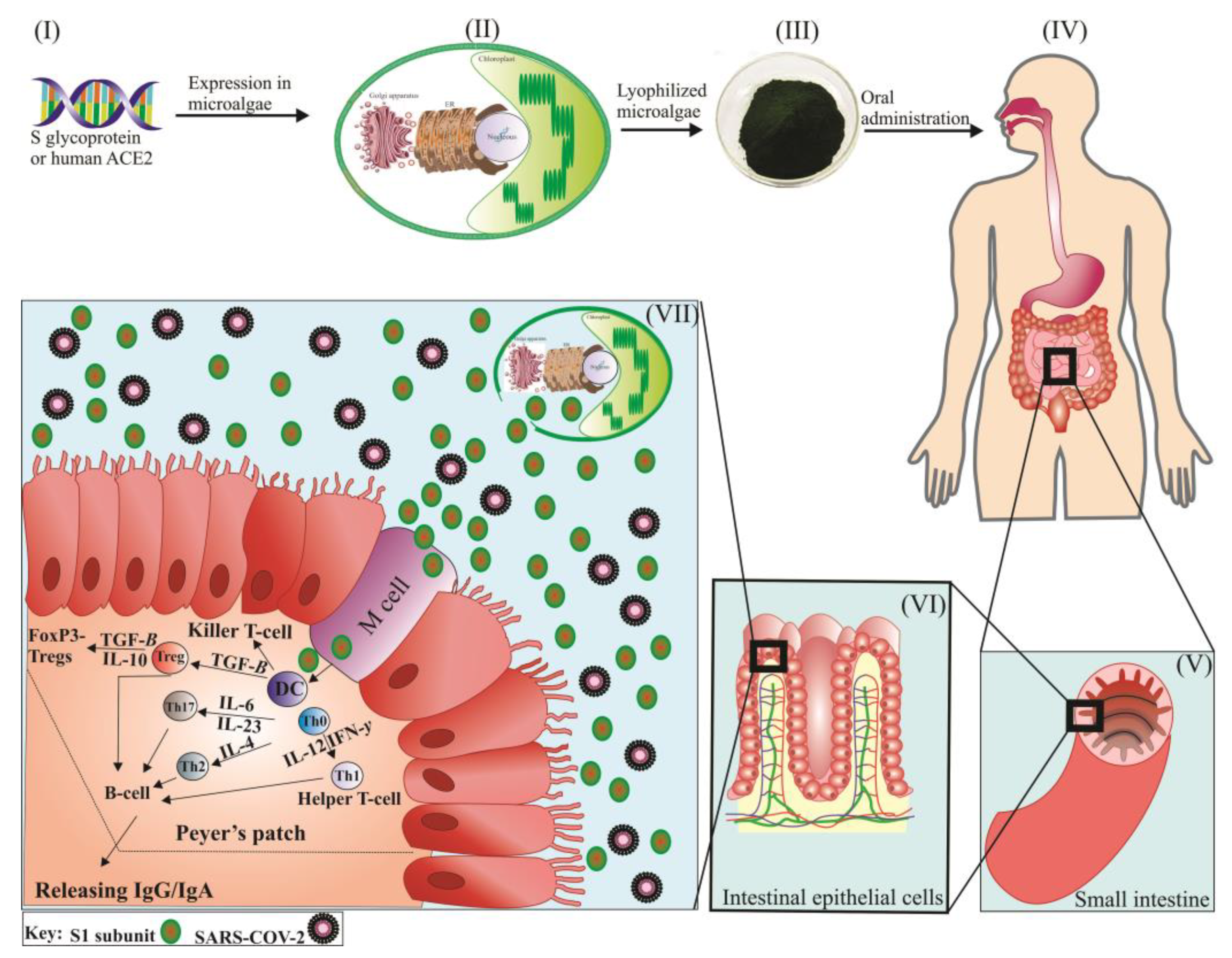 Marinedrugs 20 00657 g003 Marinedrugs 20 00657 g003
