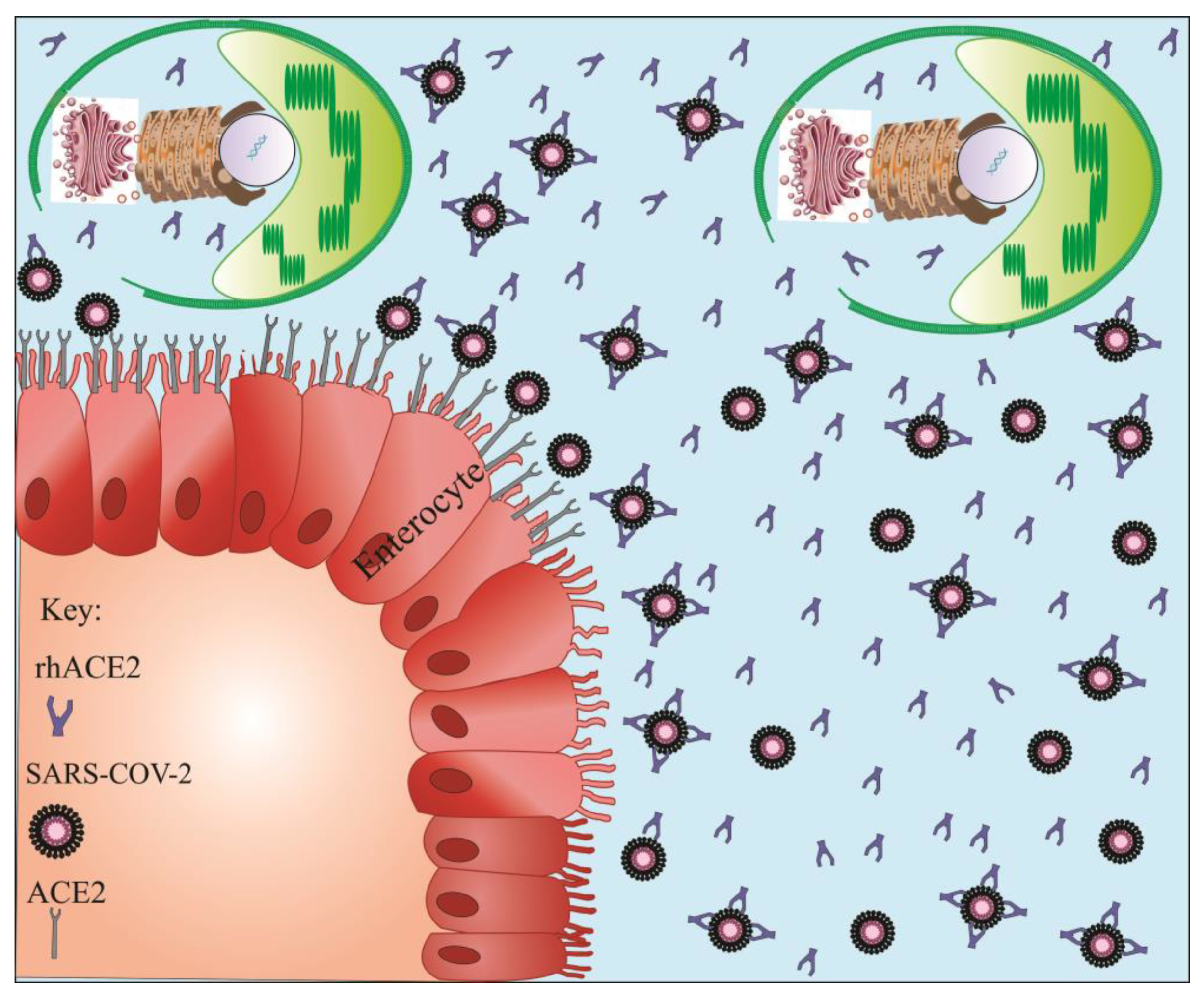 Marinedrugs 20 00657 g004 Marinedrugs 20 00657 g004