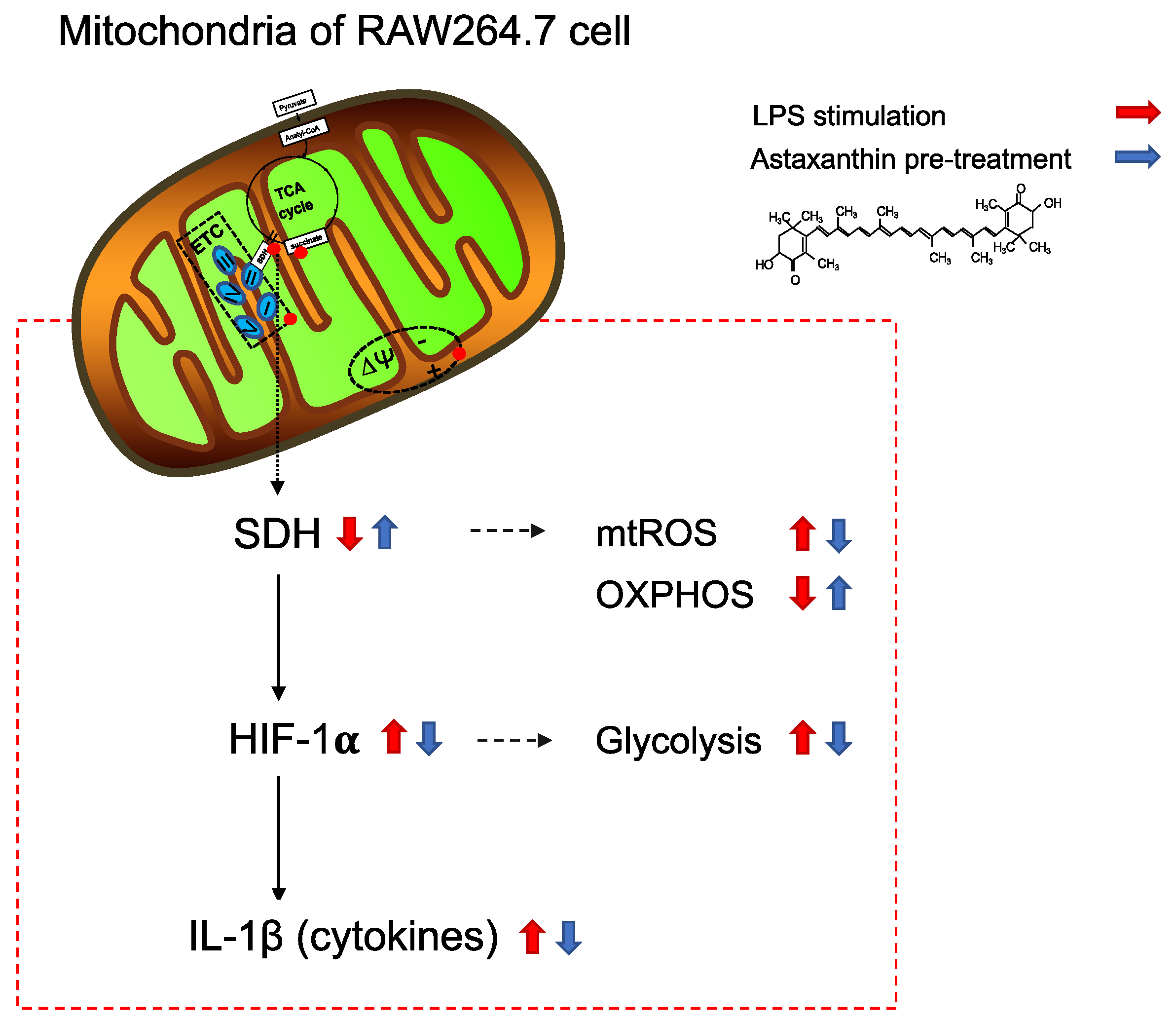 Marinedrugs 20 00660 g007 Marinedrugs 20 00660 g007