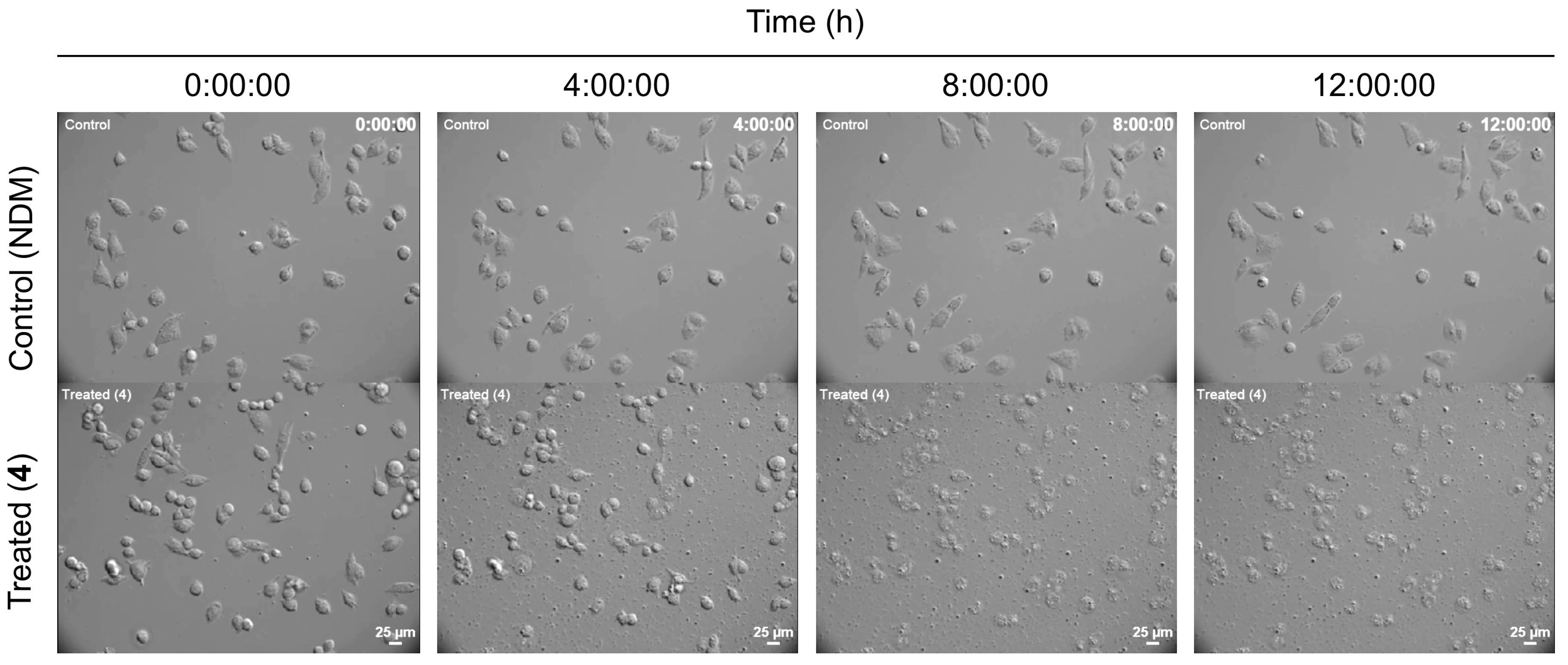 Marinedrugs 20 00661 g007 Marinedrugs 20 00661 g007