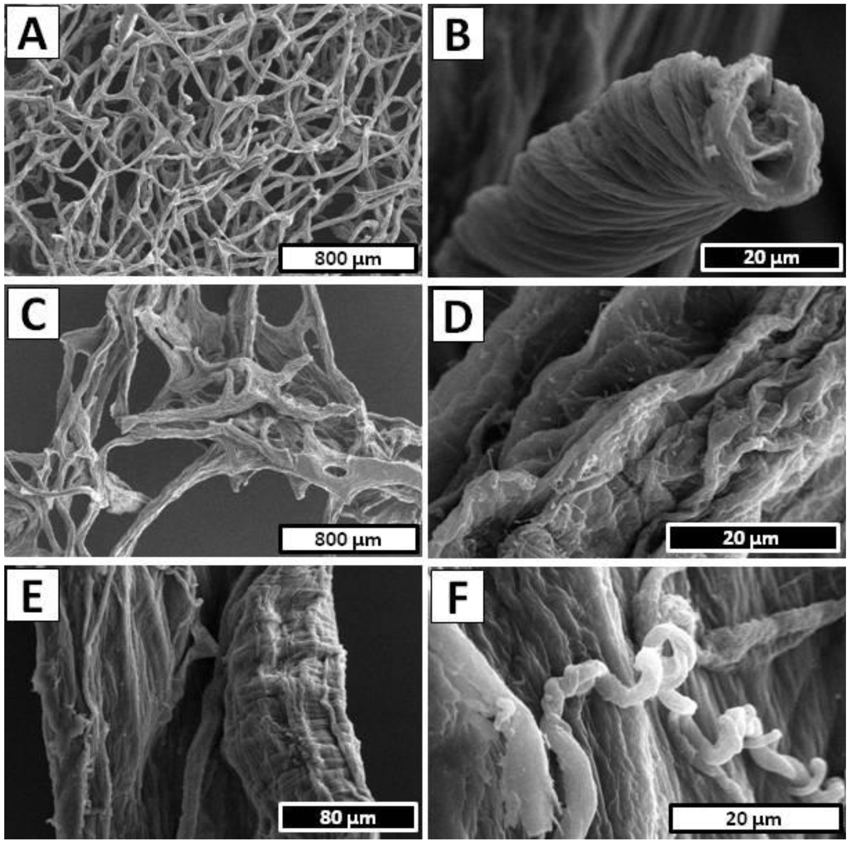 Marinedrugs 20 00665 g003 Marinedrugs 20 00665 g003