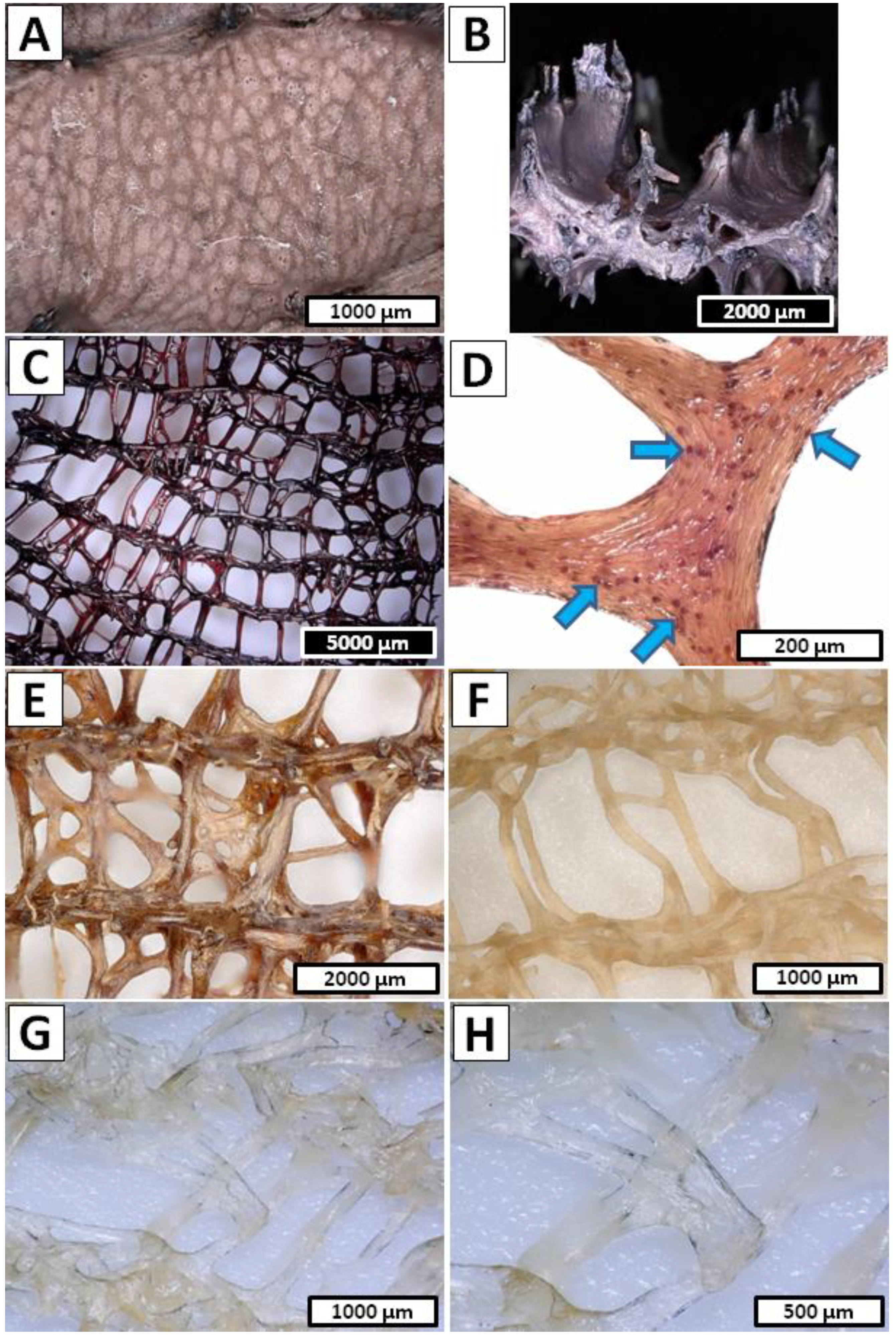 Marinedrugs 20 00665 g004 Marinedrugs 20 00665 g004