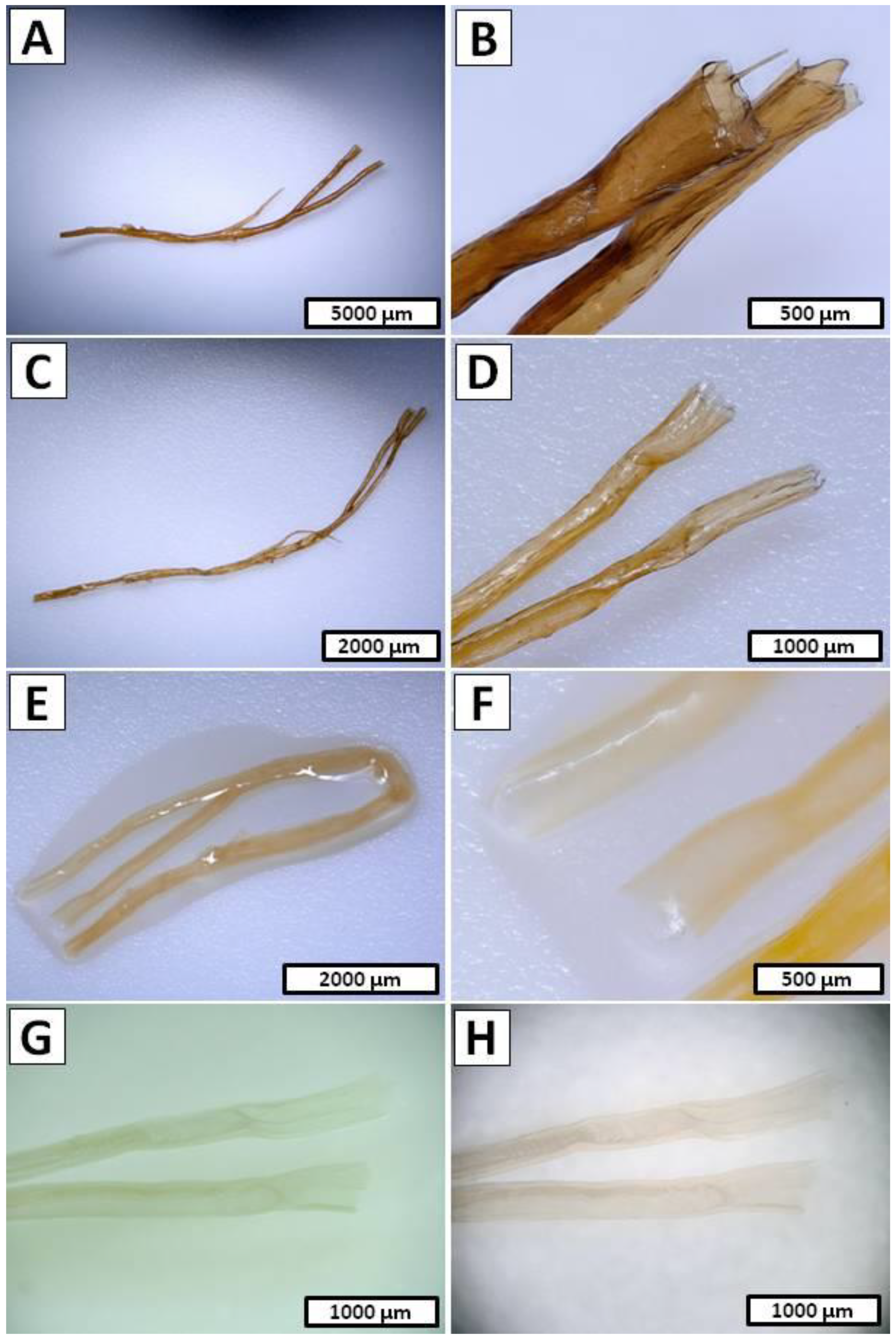 Marinedrugs 20 00665 g005 Marinedrugs 20 00665 g005