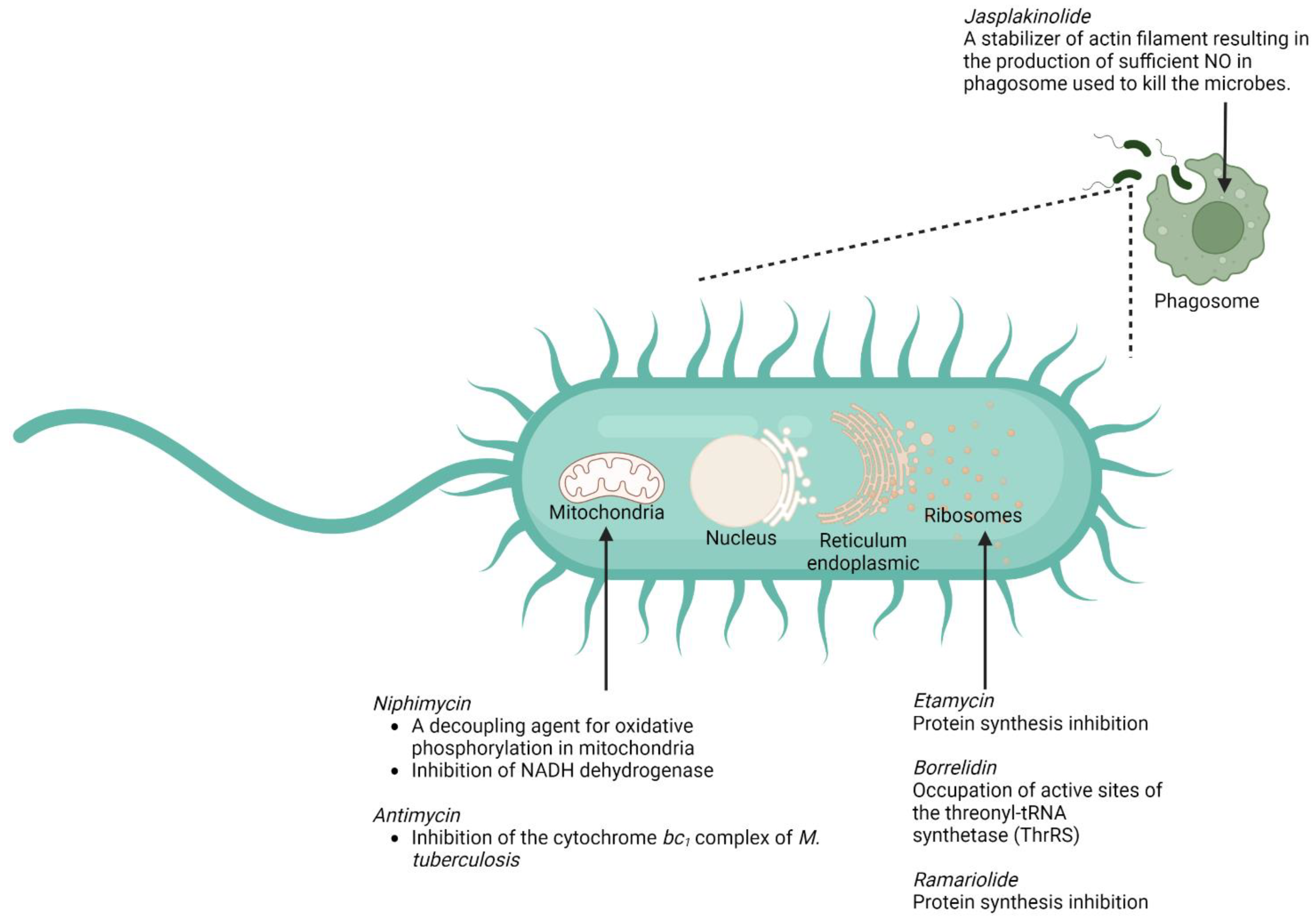 Marinedrugs 20 00691 g005 Marinedrugs 20 00691 g005