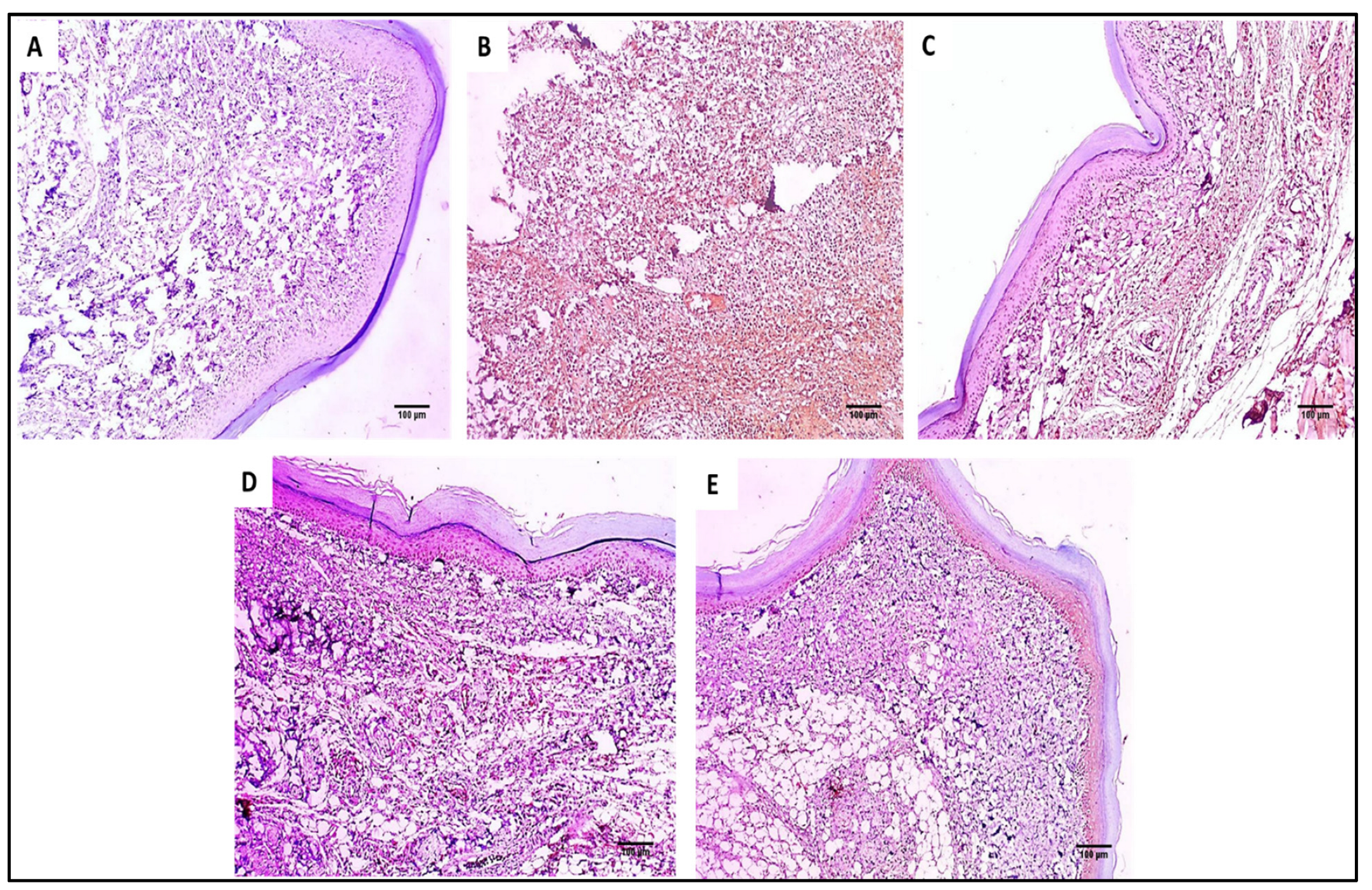 Marinedrugs 20 00694 g008
