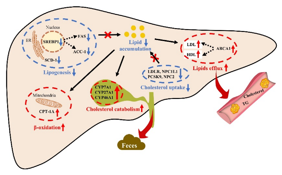 Marinedrugs 20 00703 g008 Marinedrugs 20 00703 g008