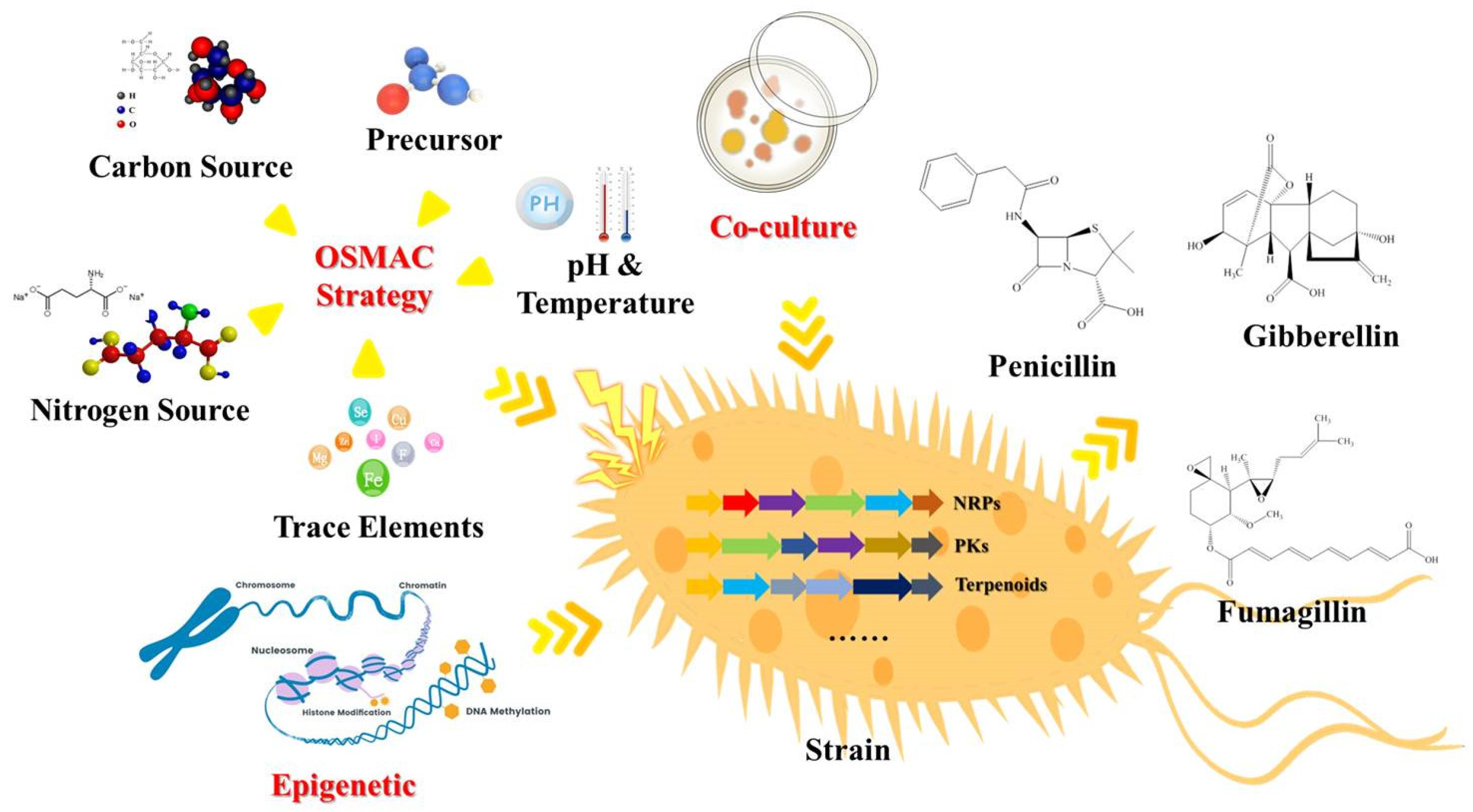 【新品、本物、当店在庫だから安心】 Application of Expression Heterologous and Knockout Gene その他