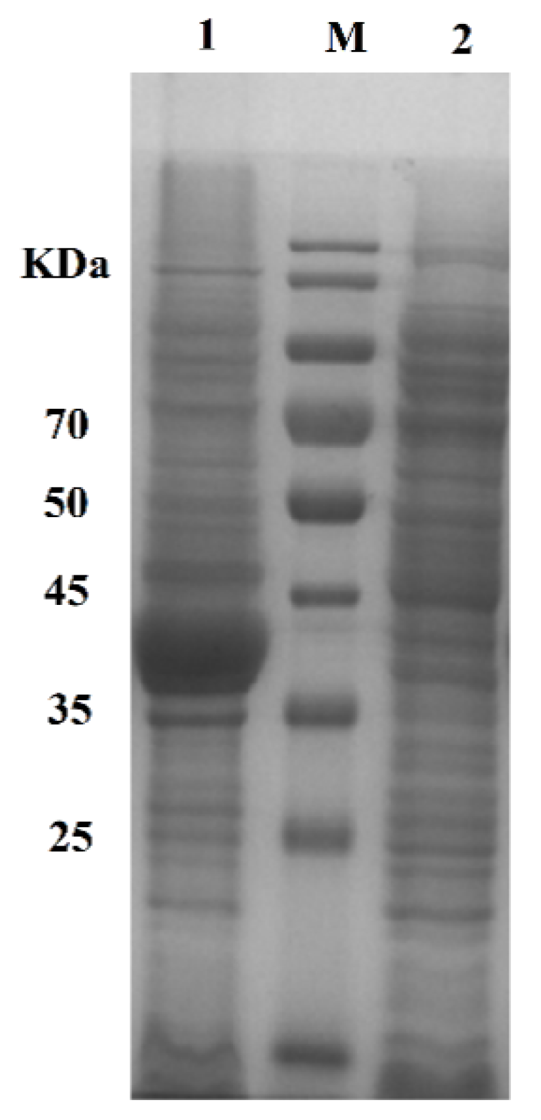 Marinedrugs 20 00709 g004 Marinedrugs 20 00709 g004