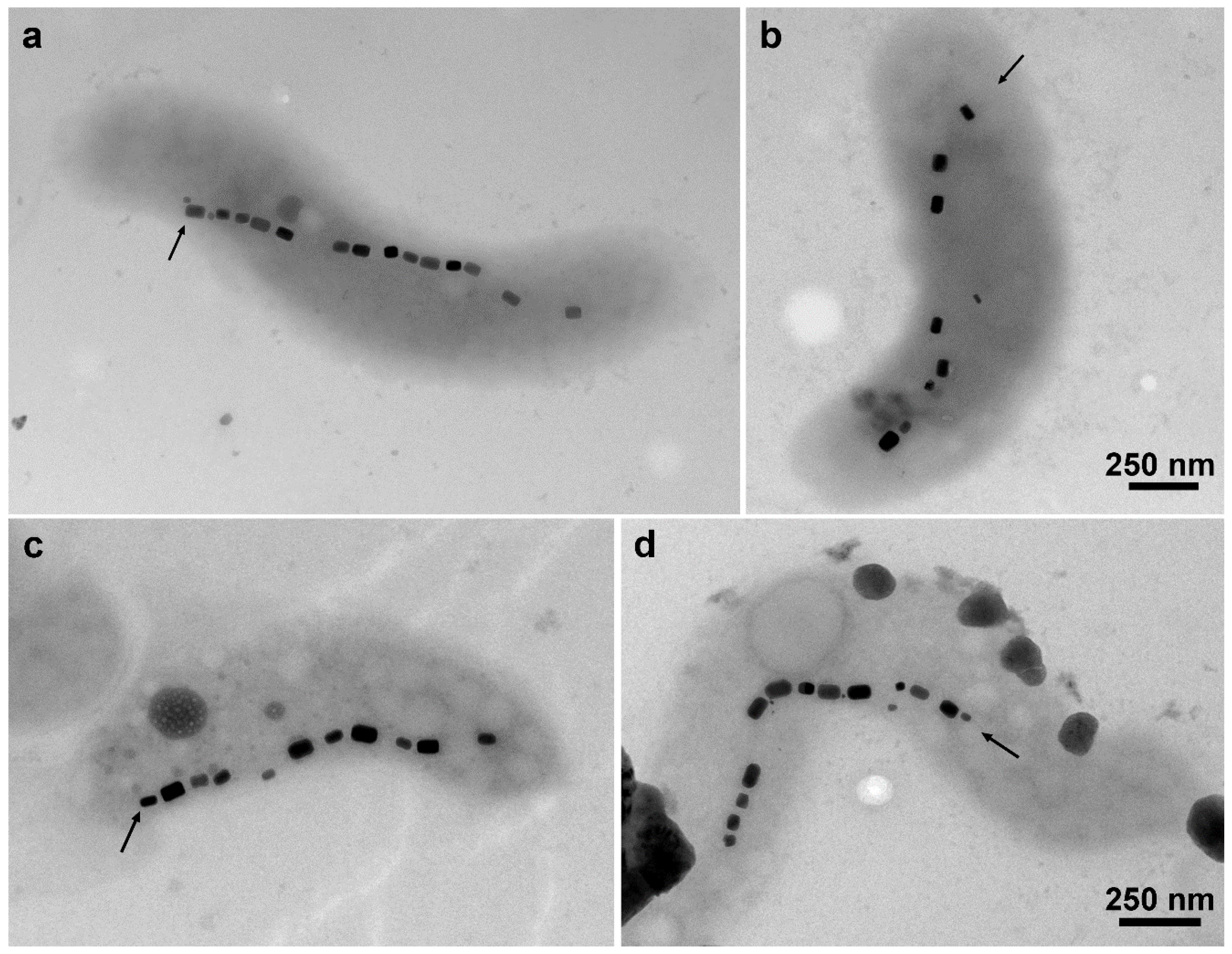 Marinedrugs 20 00724 g004