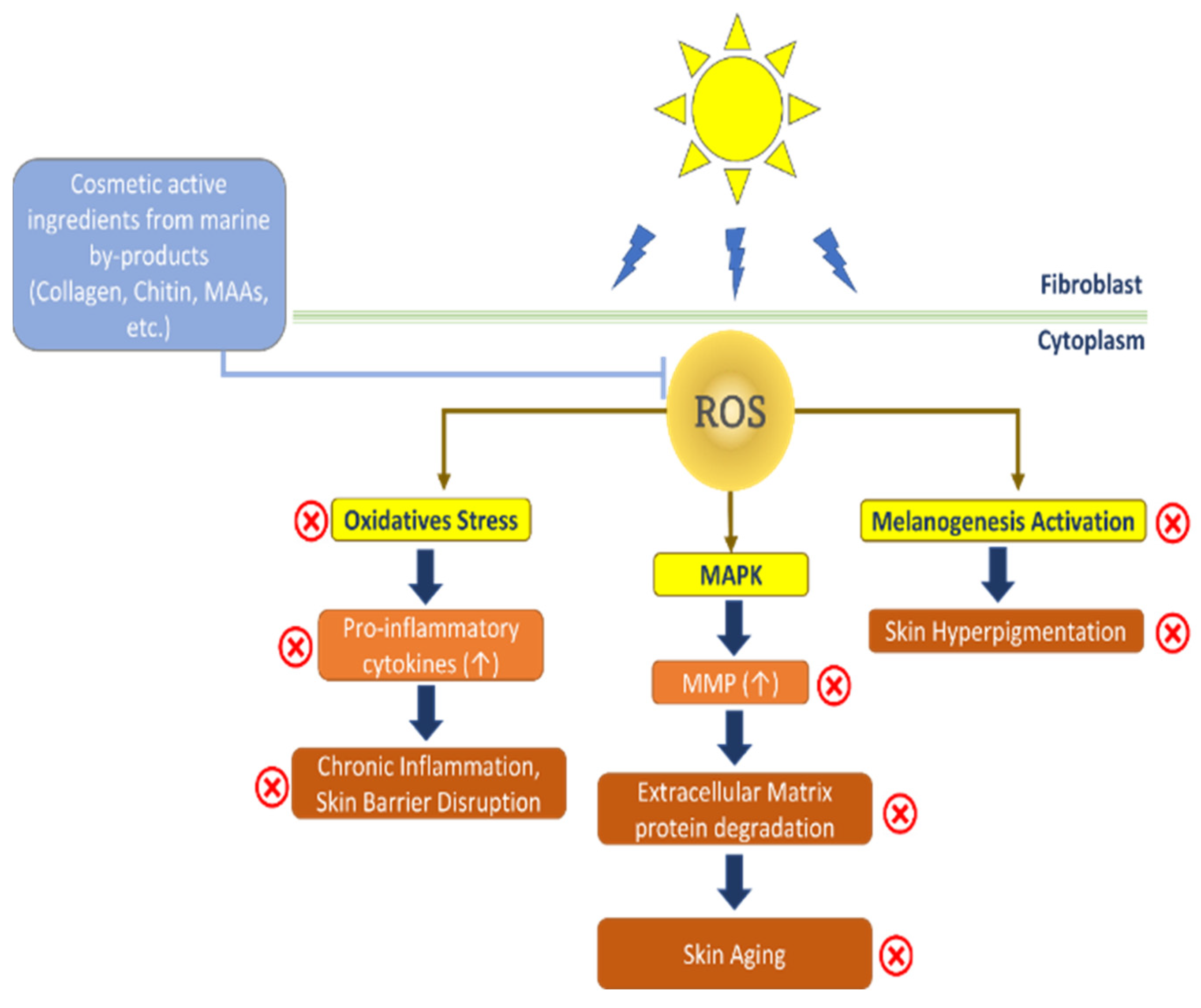 Marinedrugs 20 00734 g002