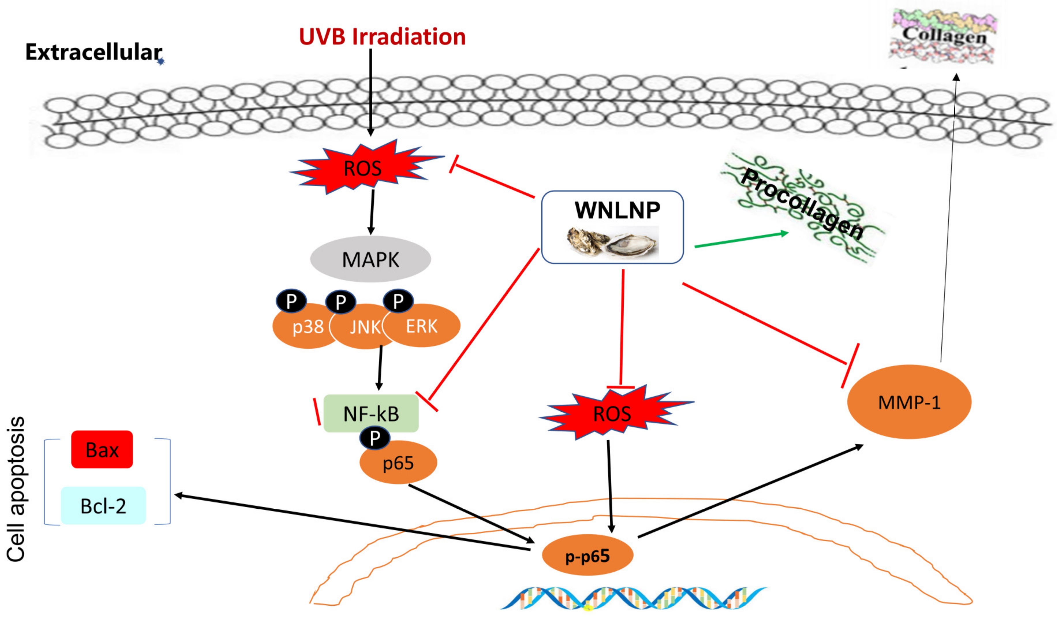 Marinedrugs 20 00749 g010 Marinedrugs 20 00749 g010