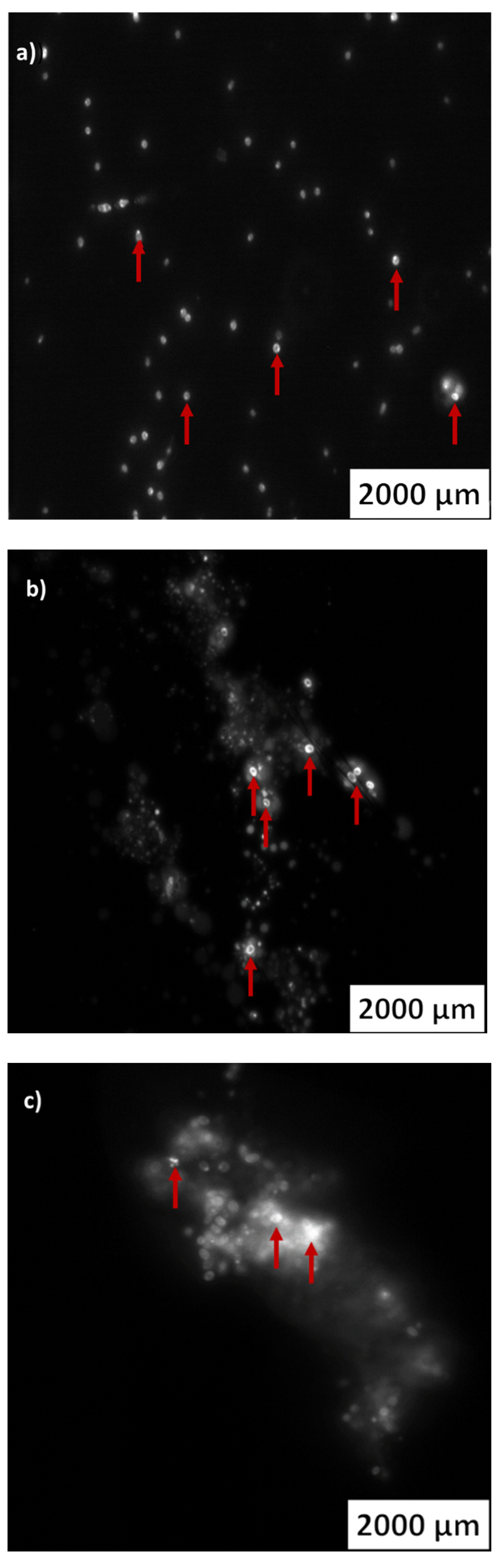 Marinedrugs 20 00760 g007