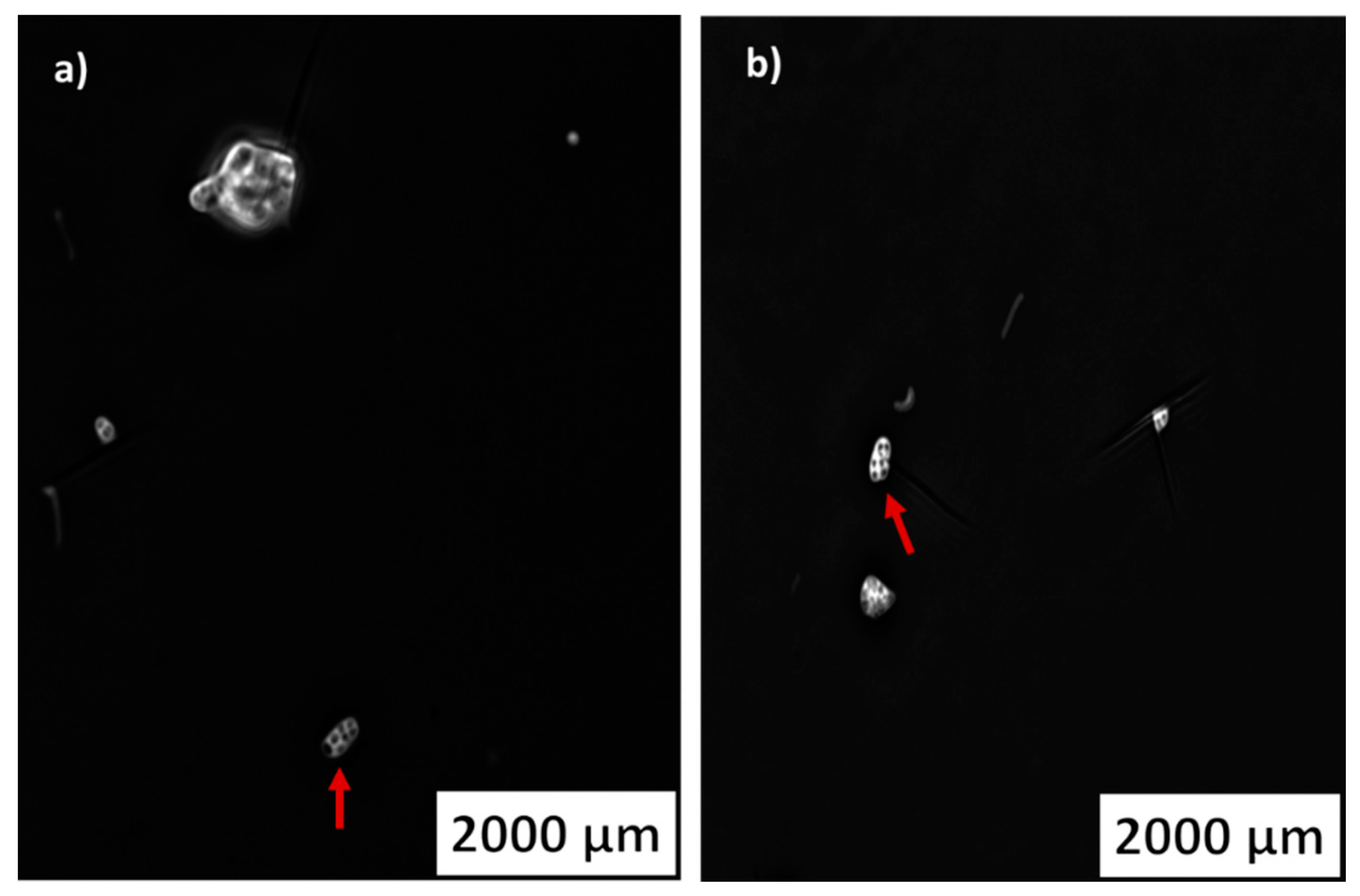 Marinedrugs 20 00760 g008