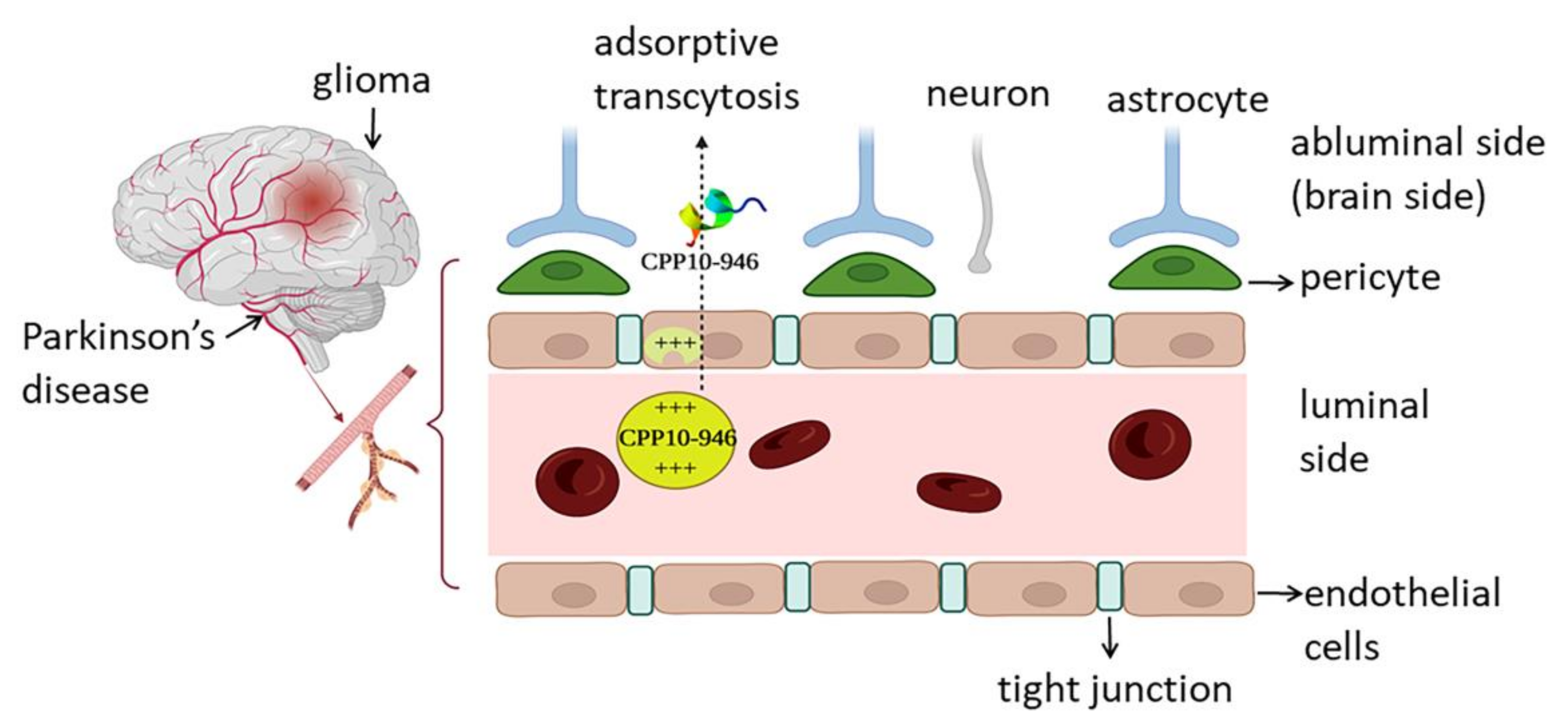Marinedrugs 20 00763 g003 Marinedrugs 20 00763 g003
