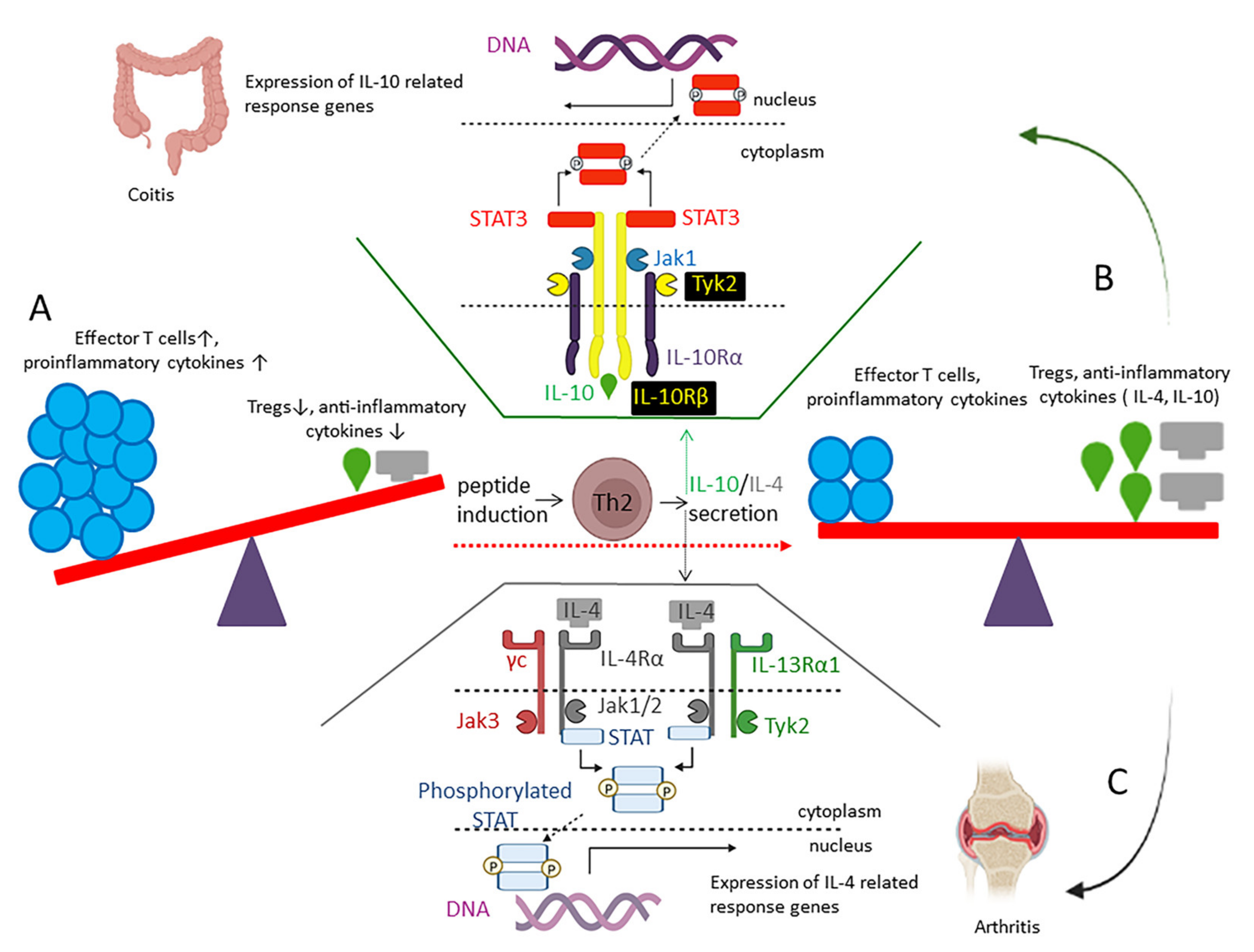 Marinedrugs 20 00763 g004 Marinedrugs 20 00763 g004