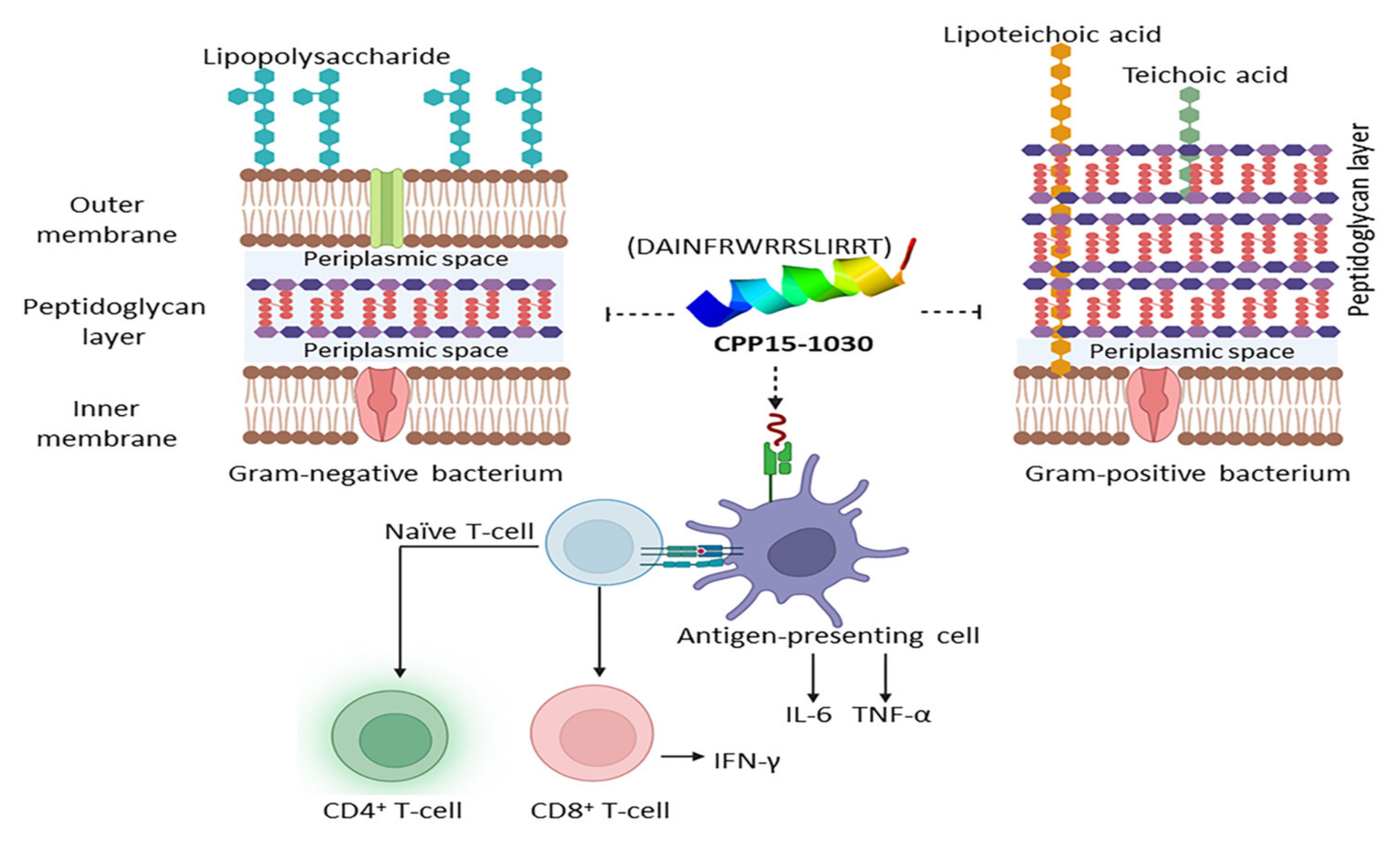 Marinedrugs 20 00763 g005 Marinedrugs 20 00763 g005