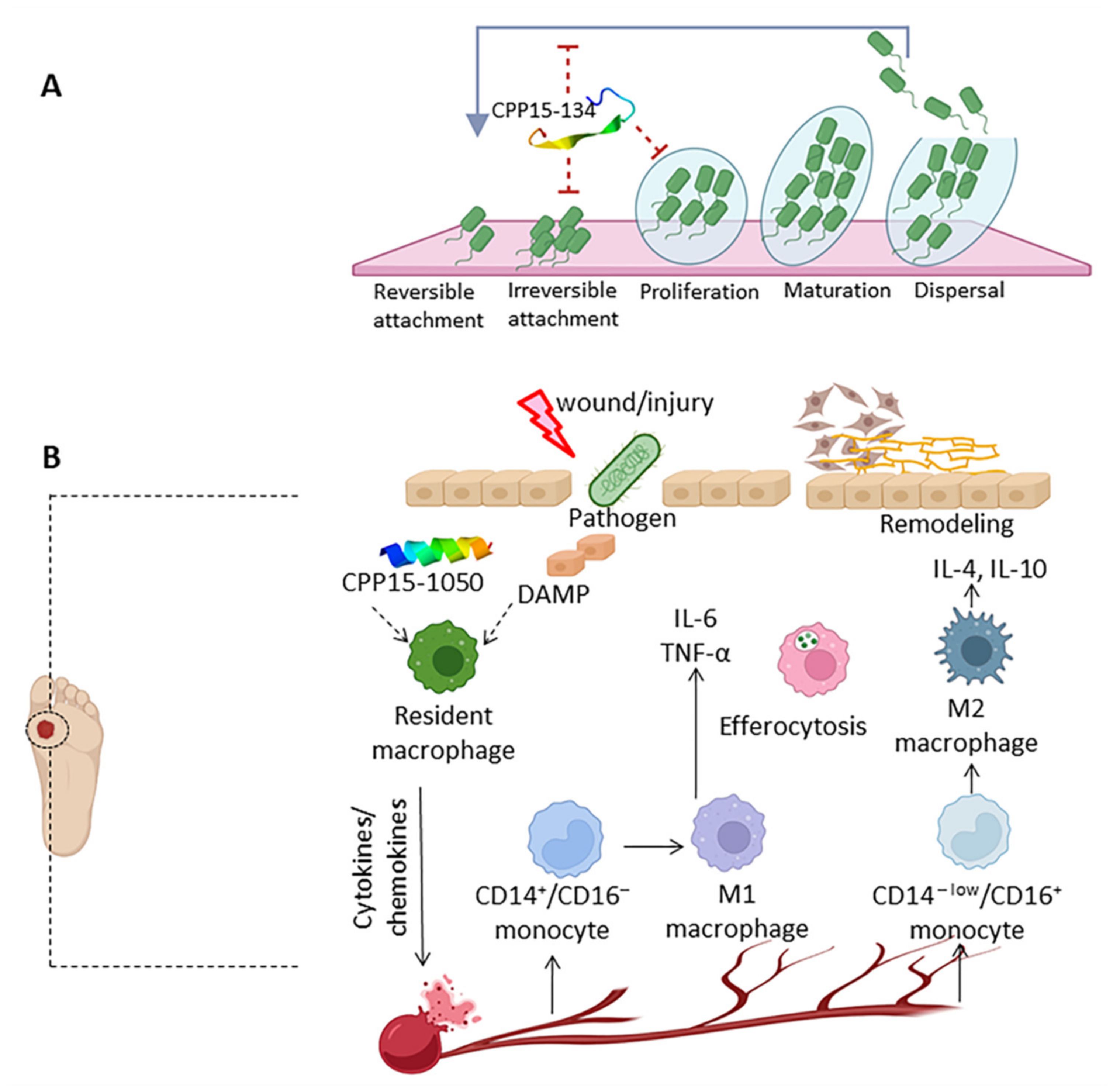 Marinedrugs 20 00763 g006 Marinedrugs 20 00763 g006